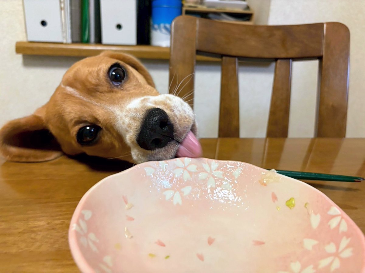 yoshihiko_umi's tweet photo. 我が友の名は「海（うみ）」ビーグル犬。 https://t.co/RvgSkhqNKm