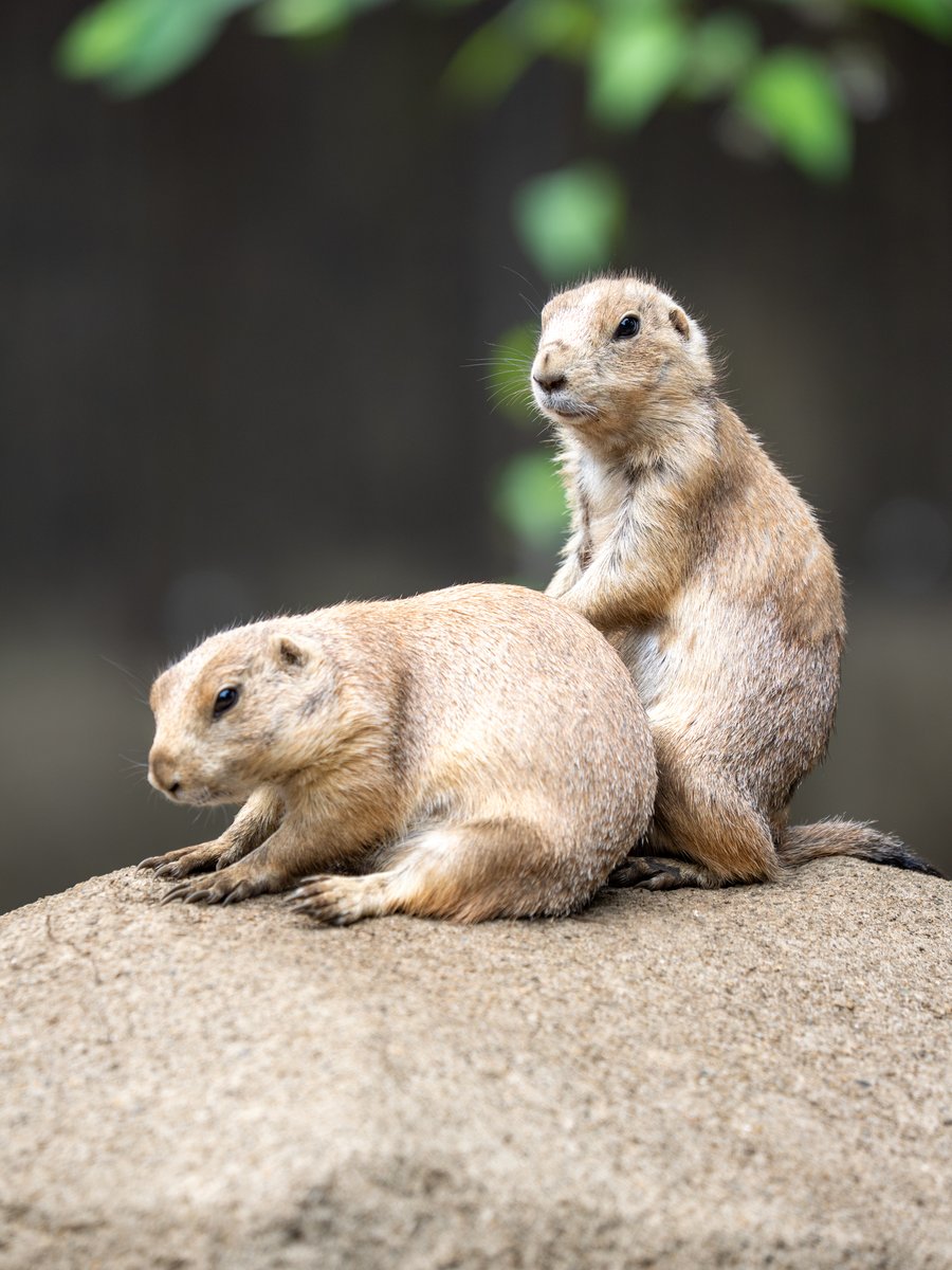 オグロプレーリードッグ #江戸川区自然動物園 #omsystem OM-1 MarkII M