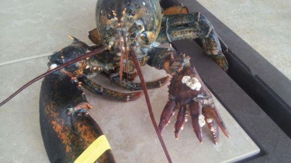 markdtryangle's tweet photo. @Billybobwalter1 We don't need a stinking crusher, when we got Super Claw 😆😂🤣 https://t.co/nbqkoxibmm