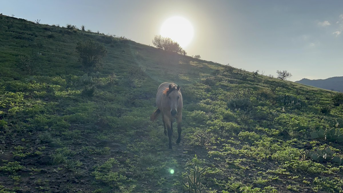 VisitAlpineTX's tweet photo. "Tranquil" by Paloma Mancha from the #AlpineTXPhotoContest #alpinetexas #texastodo
See more great Alpine photos: https://t.co/FRKWYBSMVR https://t.co/ao3MhoSYpc