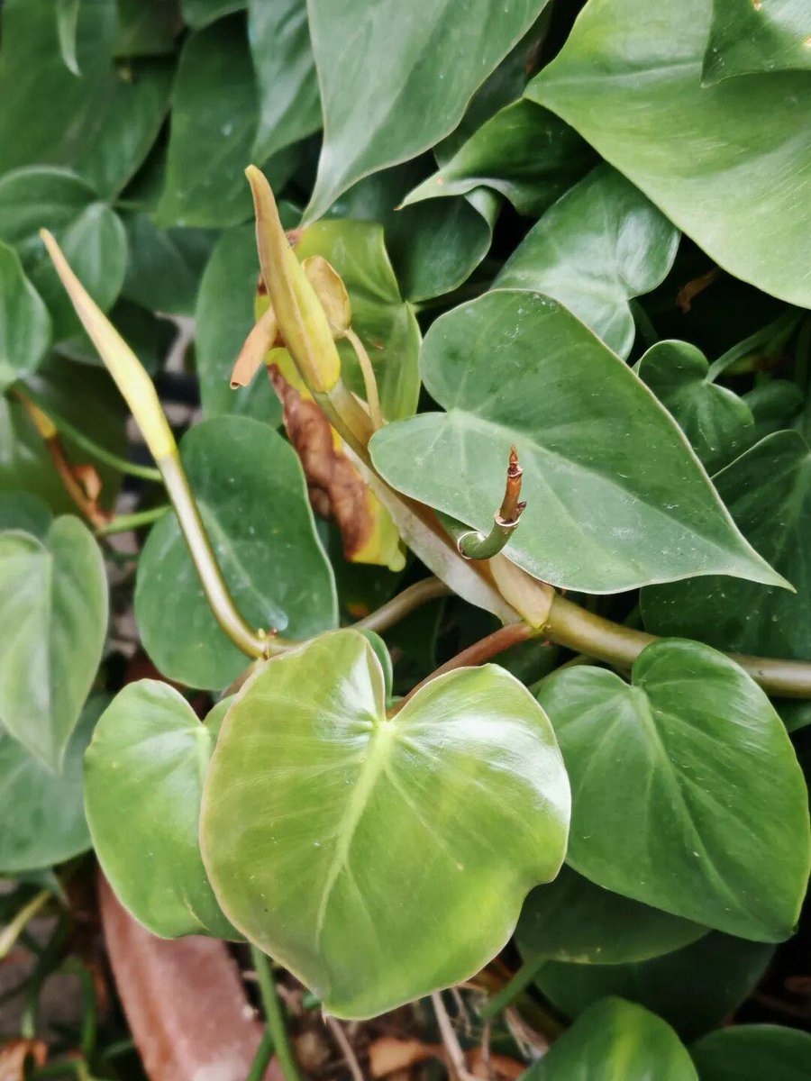 xmdnlt2453's tweet photo. Keep your pothos happy: place in bright indirect light, water only when top 2 inches of soil dry out, and wipe leaves monthly to prevent dust buildup! https://t.co/yRaAnjTEpo