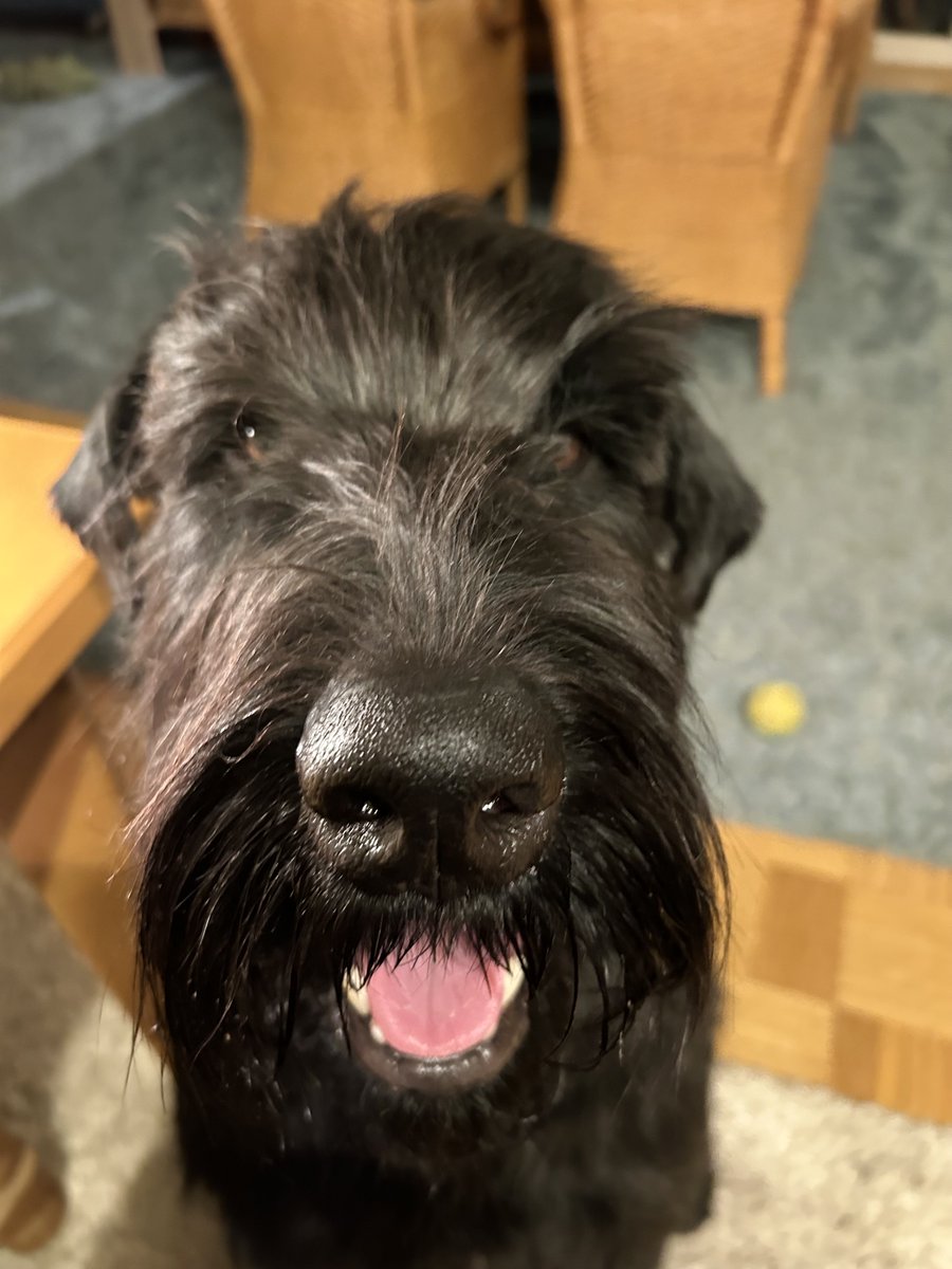 Die mit dem Hund läuft und liest 🐾🐕📖 tweet media