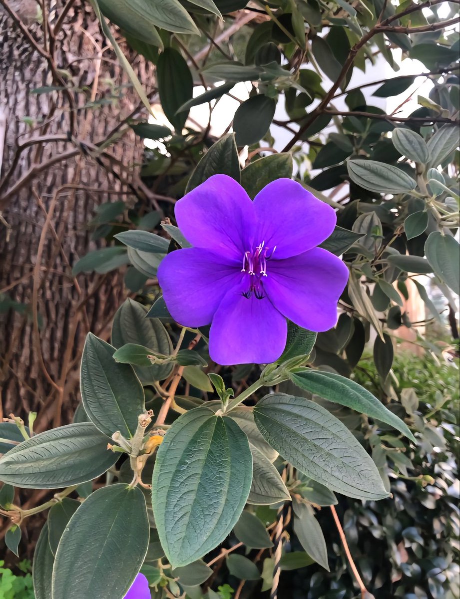 views_beau59541's tweet photo. 🏵️🌺🌻 https://t.co/jGRbrmcAIP