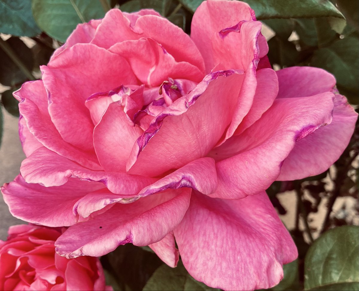 AestheteMM's tweet photo. #RoseADay

Hope you’re ready for the weekend, lovelies🌹Have an amazing one, then share it with the world 🌞

#roses #flowersonfriday https://t.co/yqVcCnsP27