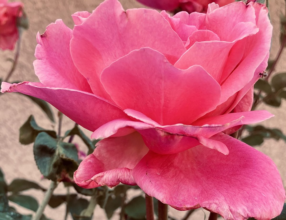 AestheteMM's tweet photo. #RoseADay

Hope you’re ready for the weekend, lovelies🌹Have an amazing one, then share it with the world 🌞

#roses #flowersonfriday https://t.co/yqVcCnsP27