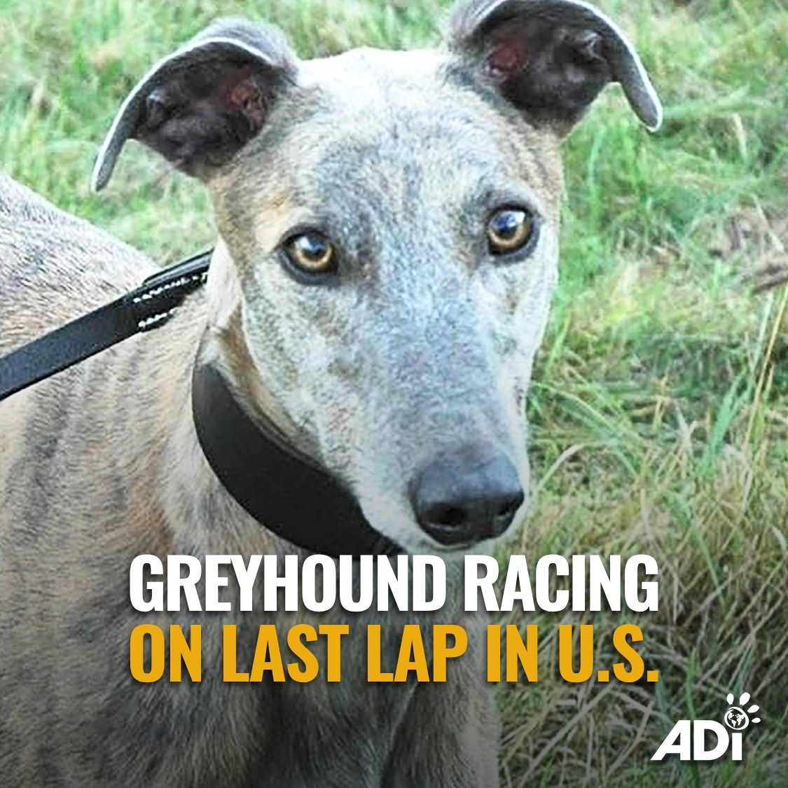 AnimalDefenders's tweet photo. #GreyhoundRacing is illegal in 44 states &amp; only two tracks remain, both in West Virginia. They're clinging on due to gov subsidies funded by gambling revenue. 

Live in WV? Urge lawmakers to end these subsidies or ban greyhound racing outright! https://t.co/JiwYHqsefB https://t.co/QEtcPsHLeg