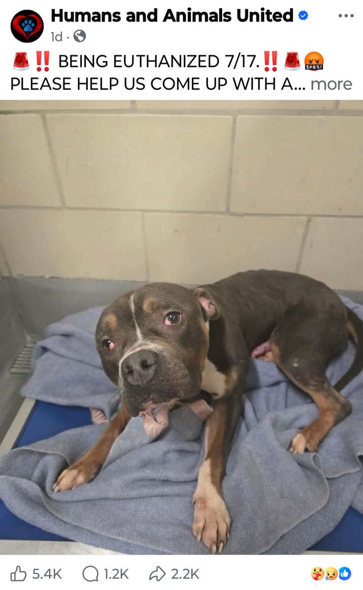 DogRescueRadar's tweet photo. Comments are back on to amass more pledges while already having the hold on the dog.

Gotta protect that income!

Say you are a scam rescue without saying you a scam rescue. Greedy using dogs as money making pawns.

#rosafond #connedbyfond #fraud #shadyrescue #haau #aboutmoney https://t.co/02Bir2Lc2P