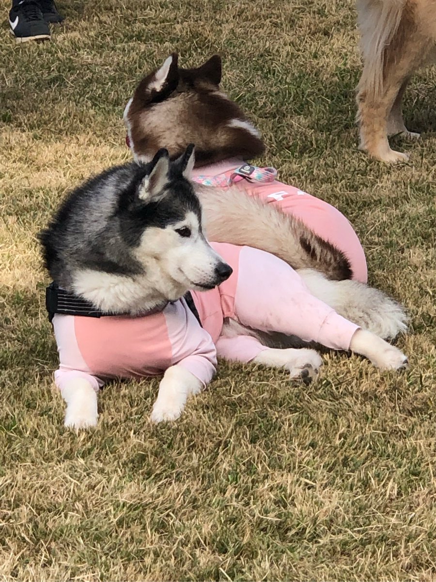 rjnmo6a9Nmt0H3C's tweet photo. My fluffy pup turned 6 months old today—went from wobbly baby steps to zoomies around the park! Growth hits different https://t.co/dMJzcDmUVZ