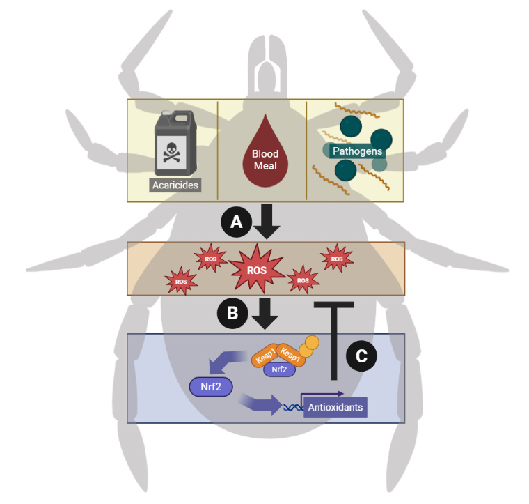 ASMicrobiology's tweet photo. Do tick-borne pathogens exploit arthropod antioxidant defenses? In #mBio, researchers discuss how oxidative stress-mitigating mechanisms in arthropods may protect ticks but also inadvertently support pathogen persistence. https://t.co/wbJzjkZvAT https://t.co/KTZTL9RuL3