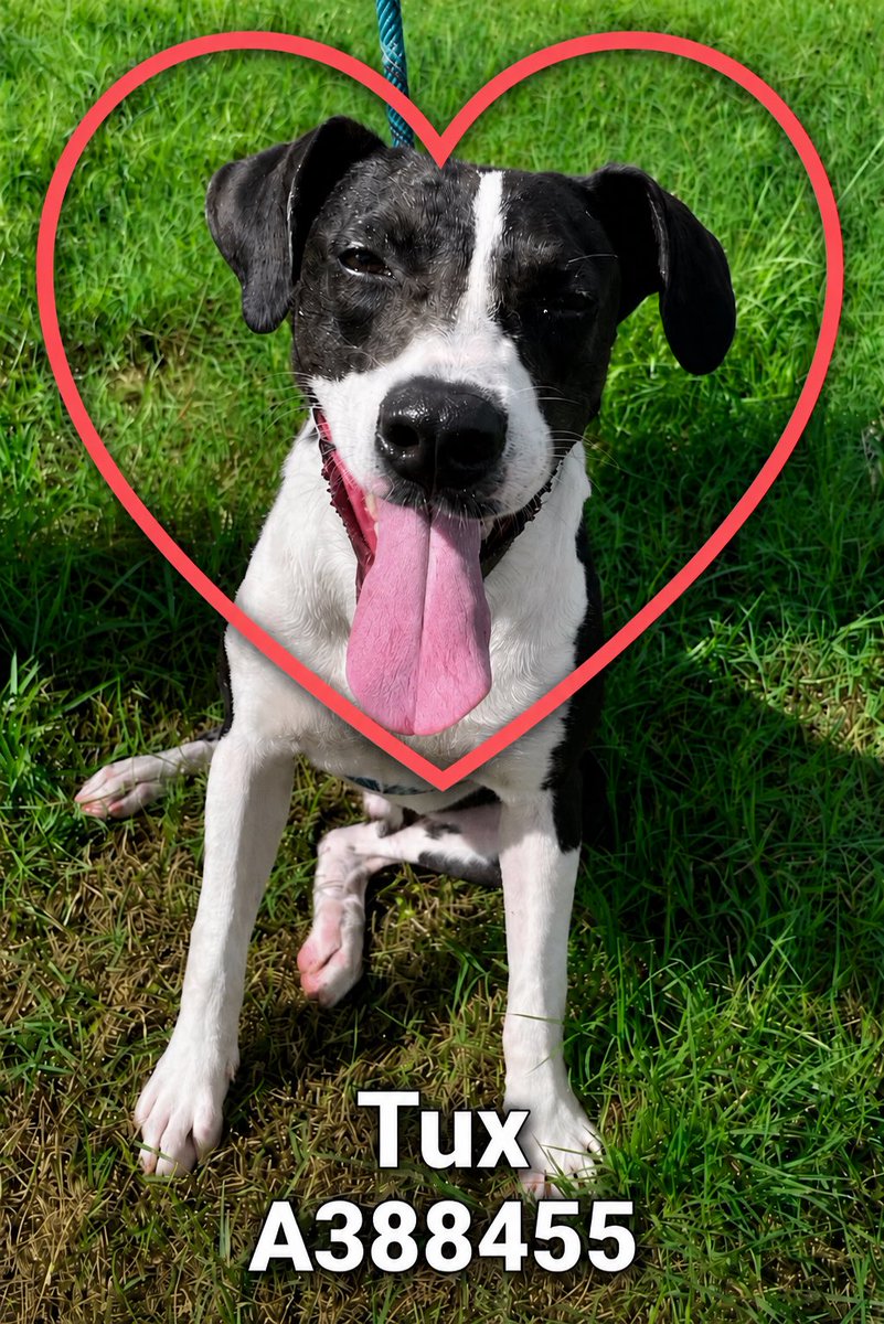 shannon_fla's tweet photo. ๐๐Puppy Tux still at #CorpusChristiACS and could be killed anytime for space๐๐
Tux #A388455 is still waiting on his hero.
I think of Tux trotting beside his human on the way to the local fishing hole. I donโt like to think of his reality which is a cold kennel. #Texas please do not let him die there.
Tux is ready to go: 13 m/o lab mix/ super-friendly/ fully-vetted/ neutered / HW-
#adopt Tux! #pledge for his #rescue if you can