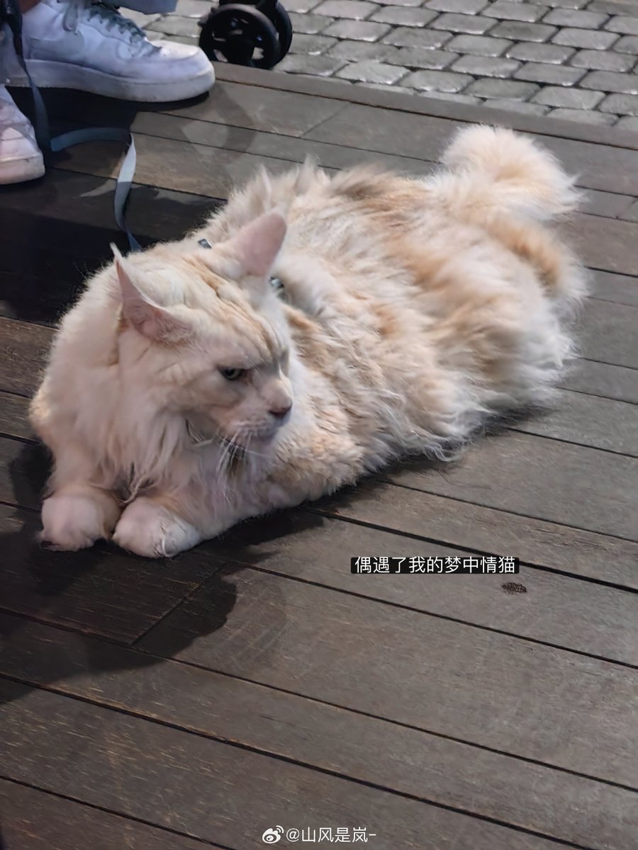 hemingway_2891's tweet photo. 毛孩子今天解锁新技能！追着自己尾巴转圈圈，笨笨的样子太戳心了，成长的每一步都值得记录， https://t.co/AbyopxkGxo