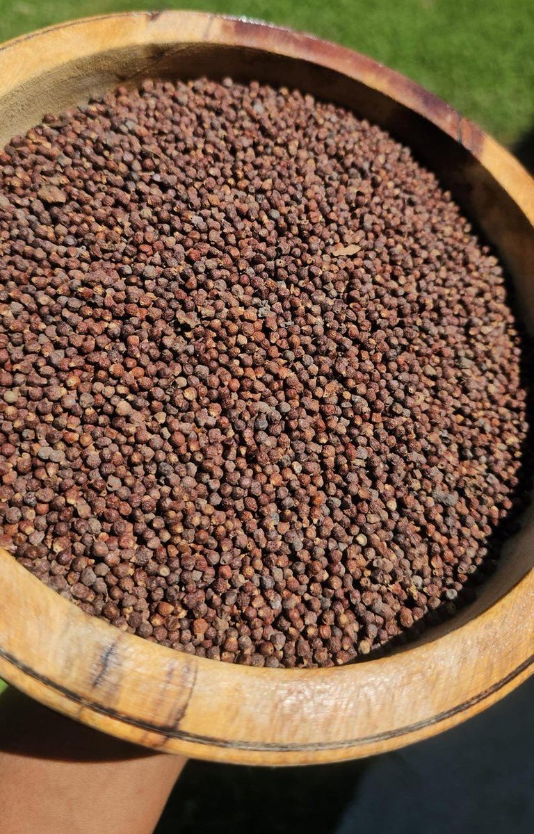 HerbalistHenry_'s tweet photo. ALLIGATOR PEPPER  (Grains of Paradise)  (AFRAMOMUM MELEGUETA)

TREATS / CURES  ⬇️

 1. Malaria [1 TSPN, 2x daily for 2 weeks]
 2. Typhoid Fever [1 TSPN, 2x daily for 2 weeks]
 3. Indigestion [1/2 TSPN, 2x daily for 1 week]
 4. Flatulence [1/2 TSPN, 2x daily for 1 week]
 5. Stomach Ache [1 TSPN, 2x daily for 1 week]
 6. Diarrhea [1 TSPN, 3x daily for 1 week]
 7. Dysentery [1 TSPN, 3x daily for 2 weeks]
 8. Menstrual Cramps [1/2 TSPN, 2x daily for 1 week]
 9. Hypertension [1 TSPN, 1x daily for 4 weeks]
 10. Type 2 Diabetes [1 TSPN, 2x daily for 8 weeks]
 11. Hyperlipidemia [1 TSPN, 1x daily for 6 weeks]
 12. Obesity [1 TSPN, 2x daily for 8 weeks]
 13. Osteoarthritis [1/2 TSPN, 2x daily for 6 weeks]
 14. Rheumatism [1/2 TSPN, 2x daily for 6 weeks]
 15. General Inflammation [1/2 TSPN, 2x daily for 4 weeks]
 16. Cough [1/2 TSPN, 3x daily for 1 week]
 17. Asthma Management [1/2 TSPN, 1x daily for 8 weeks]
 18. Common Cold [1 TSPN, 2x daily for 1 week]
 19. Toothache Inflammation [1/2 TSPN, 2x daily for 1 week]
 20. Erectile Dysfunction [1 TSPN, 2x daily for 4 weeks]
 21. Low Libido [1/2 TSPN, 2x daily for 4 weeks]
 22. Premature Ejaculation [1/2 TSPN, 2x daily for 4 weeks]
 23. Peptic Ulcer [1/4 TSPN, 1x daily for 4 weeks]
 24. Hemorrhoids [1/2 TSPN, 2x daily for 3 weeks]
 25. General Fatigue [1/2 TSPN, 1x daily for 2 weeks]
 26. Mild Bacterial Infections [1 TSPN, 2x daily for 2 weeks]
 27. Systemic Fungal Infections [1/2 TSPN, 2x daily for 3 weeks]
 28. Post-Partum Inflammation [1/2 TSPN, 2x daily for 2 weeks]
 29. Oxidative Stress [1/2 TSPN, 1x daily for 1 month]
 30. Morning Sickness [1/4 TSPN, 1x daily for 2 weeks]

Key:  TSP = Teaspoon  ||  TBSPN = Tablespoon

Preparation & Dosage ⬇️ 
Get   ALLIGATOR PEPPER      in  Bulk, air-dry in a shade away from direct sunlight (in a shade / balcony) then blend bulk to POWDER when 100% dehydrated (Takes a week or Less)

Inside half litre of already boiled water (or quantity of water you can consume at a go),  STEEP / SOAK  The measurement / dosage  of  ALLIGATOR PEPPER   Powder associated with the illness you're treating above.  COVER  it and allow infuse for  10 - 20  minutes or until warm enough to drink. 
DO NOT COOK IT!
Filter / Sieve & drink whole liquid extract.
Do this DAILY for the specified number of times & timeframe associated with the illness you intend to treat. 

⚠️ Do not take along with Pharmaceutical Medications & OTC Painkillers. 

KINDLY  REPOST / SHARE  &  Follow @HerbalistHenry_  on  X (Twitter)  🙏