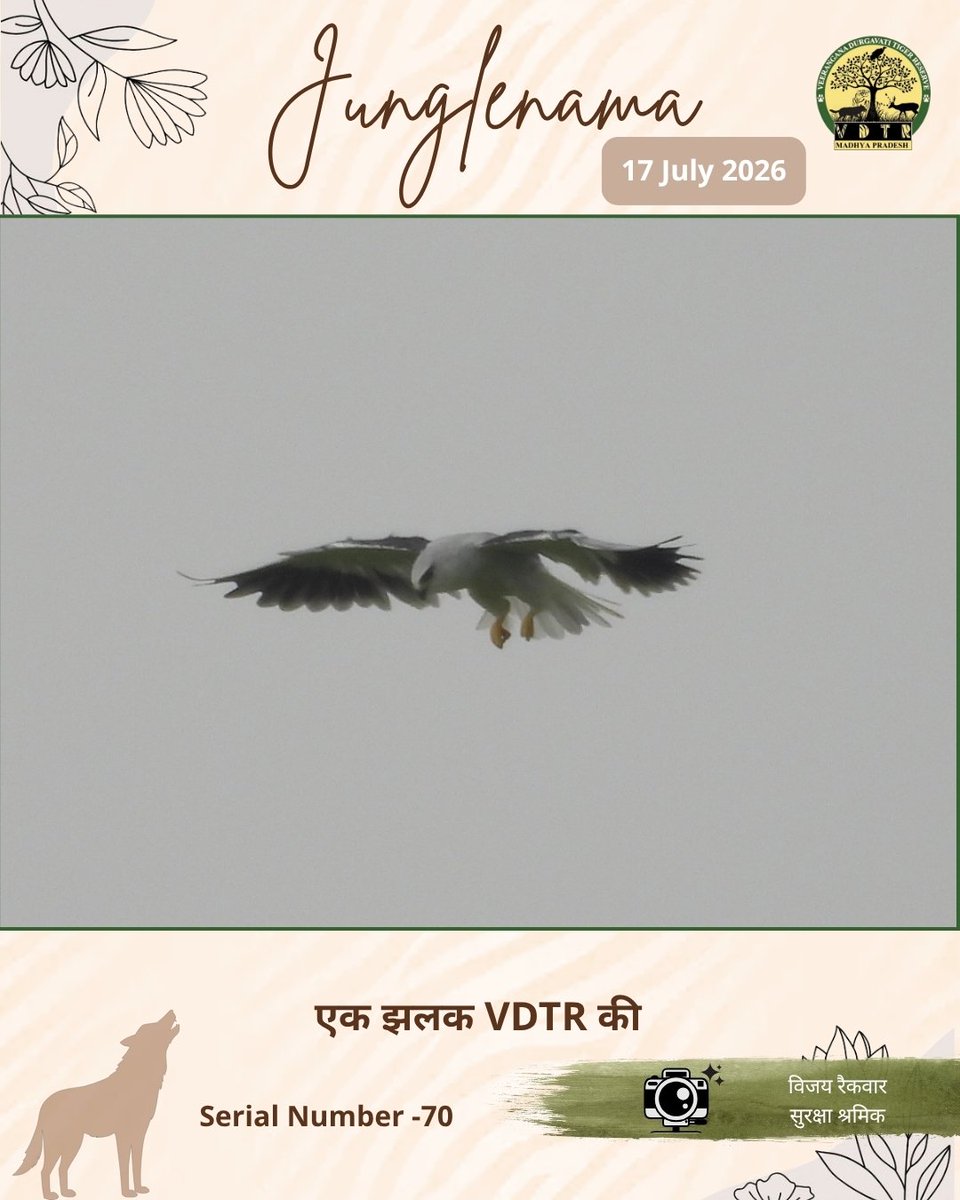 vdtrofficial's tweet photo. Junglenama | एक झलक VDTR की 

ब्लैक-विंग्ड काइट (Black-winged Kite) हवा में स्थिर होकर मंडराने (Hovering) की अपनी अद्भुत क्षमता के लिए प्रसिद्ध है। यही कौशल इसे अपने शिकार पर सटीक नज़र रखने और पारिस्थितिकी तंत्र के संतुलन में महत्वपूर्ण भूमिका निभाने में सक्षम बनाता है।

#vdtr https://t.co/jnPsBIHnFD