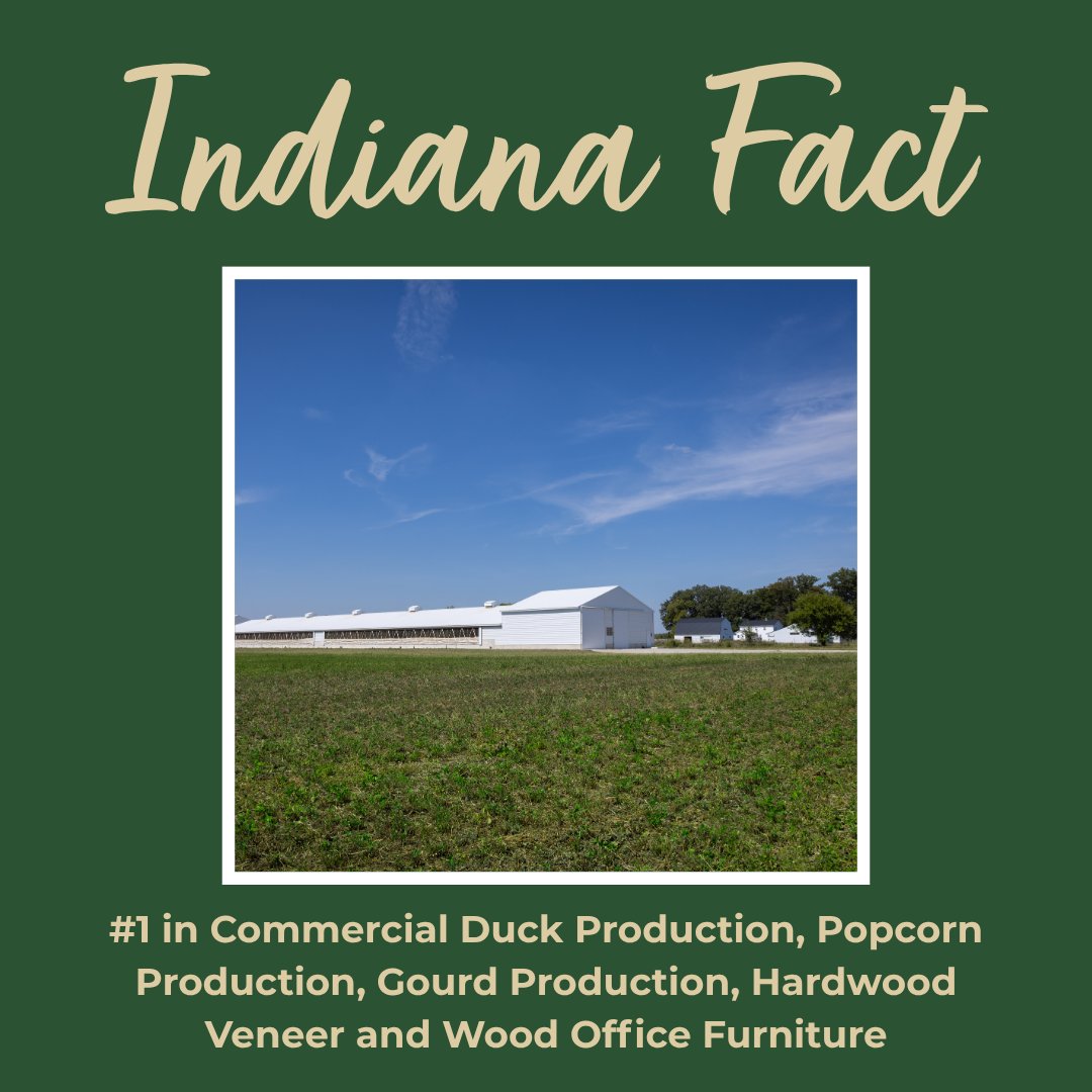 MapleLeafFarms's tweet photo. Indiana Fact: Indiana is ranked #1 in the nation for commercial duck production, popcorn production, gourd production, hardwood veneer and wood office furniture, according to the Indiana State Department of Agriculture.💯 https://t.co/oKhq2jUcrL