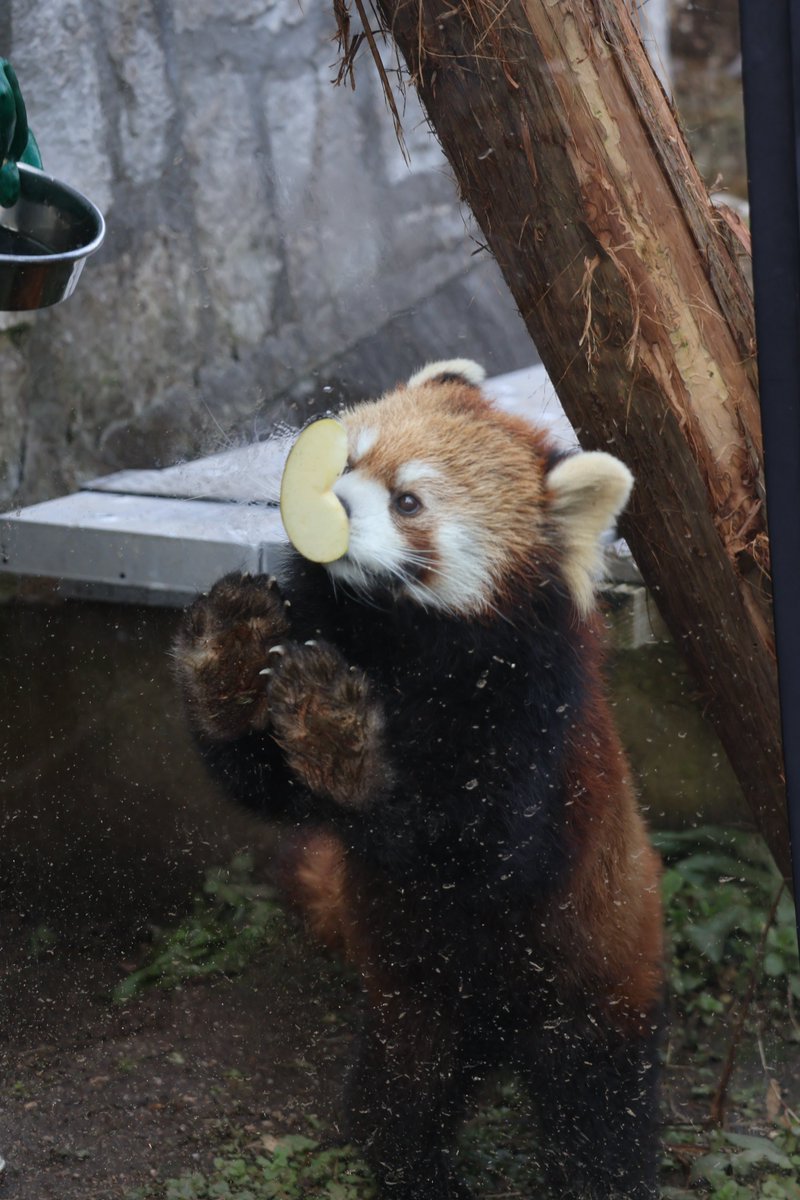 kayakaze's tweet photo. りんごを手に入れた！
1/26
#安佐動物公園　#レッサーパンダ https://t.co/rHRV27DiYU
