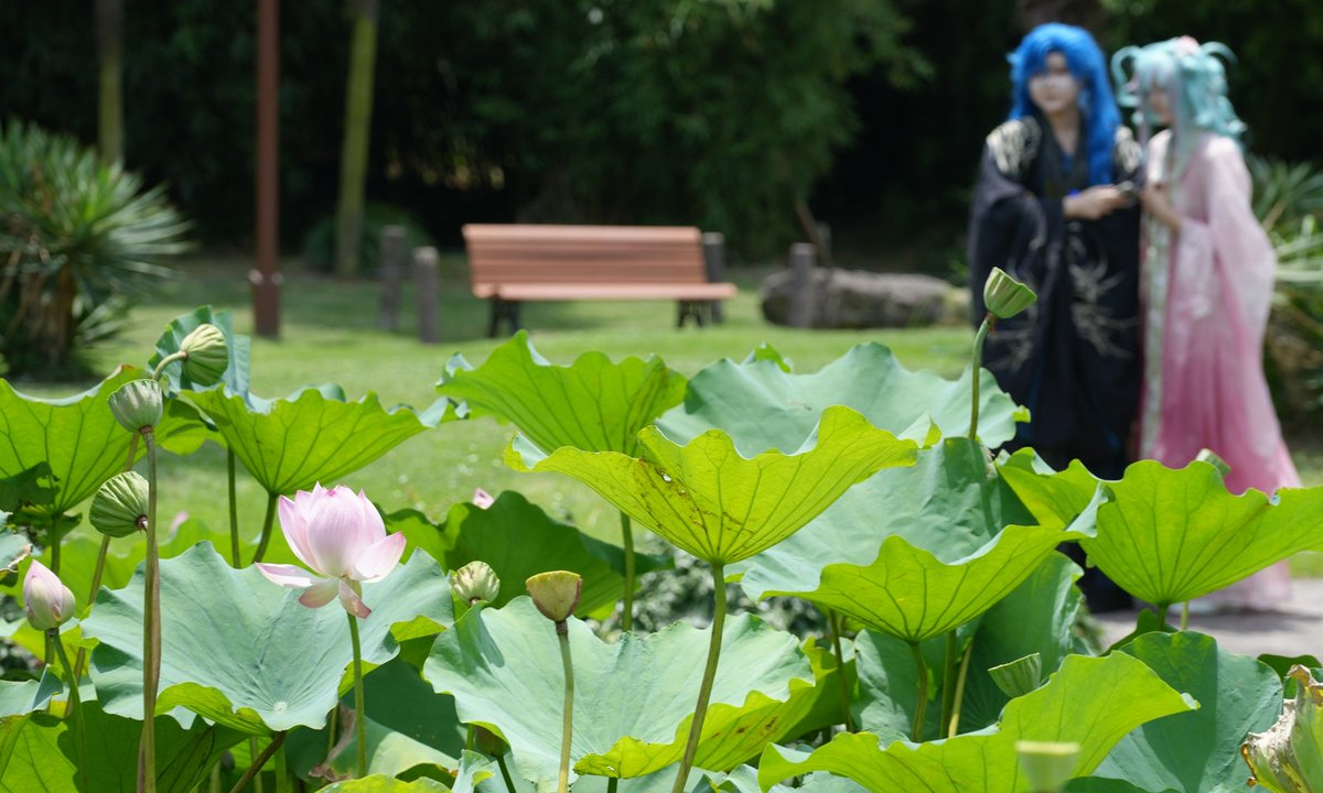 HoyCosta's tweet photo. La exposición de lotos del Jardín Botánico de Shanghái presenta una nueva variedad de loto desarrollada mediante cultivo espacial, lo que añade un toque de tecnología de vanguardia a los estanques de lotos veraniegos del jardín.
#Postdeldía
Fuente: • Global Times https://t.co/Yr8GzMTkee