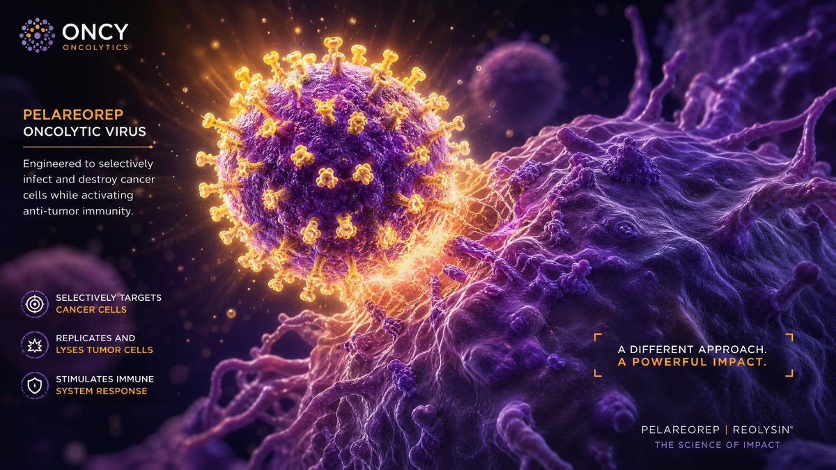 kanalabs1's tweet photo. 🦠 What is pelareorep? It’s a systemically delivered oncolytic virus designed to selectively replicate in cancer cells and boost the immune system. Science-led innovation from $ONCY. 🧪 

#Immunotherapy #OncolyticVirus #Innovation https://t.co/Hyew483gK5
