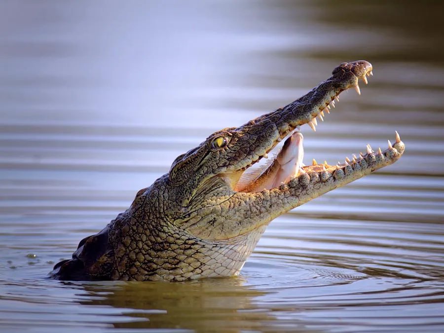 BRICSinfo's tweet photo. JUST IN: 🇮🇱 Israel advances plan to build Palestinian detention facility surrounded by crocodiles. https://t.co/WzjAIY4UnO