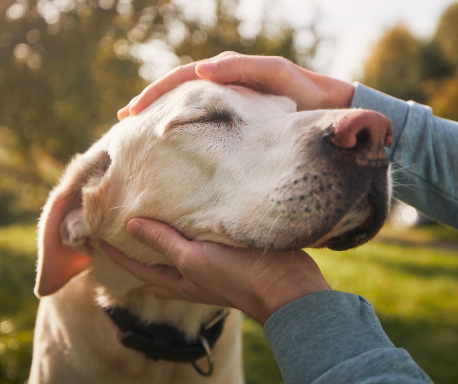 MidasDogTrain's tweet photo. Being a leader for your dog doesn’t mean being harsh, it means being consistent, patient, and providing the guidance they need to succeed! Our training programs help strengthen communication, so call today!

#MidasTouchDogObedienceSchool #KCDogTrainer #DogTraining https://t.co/A6W0GlJfDK