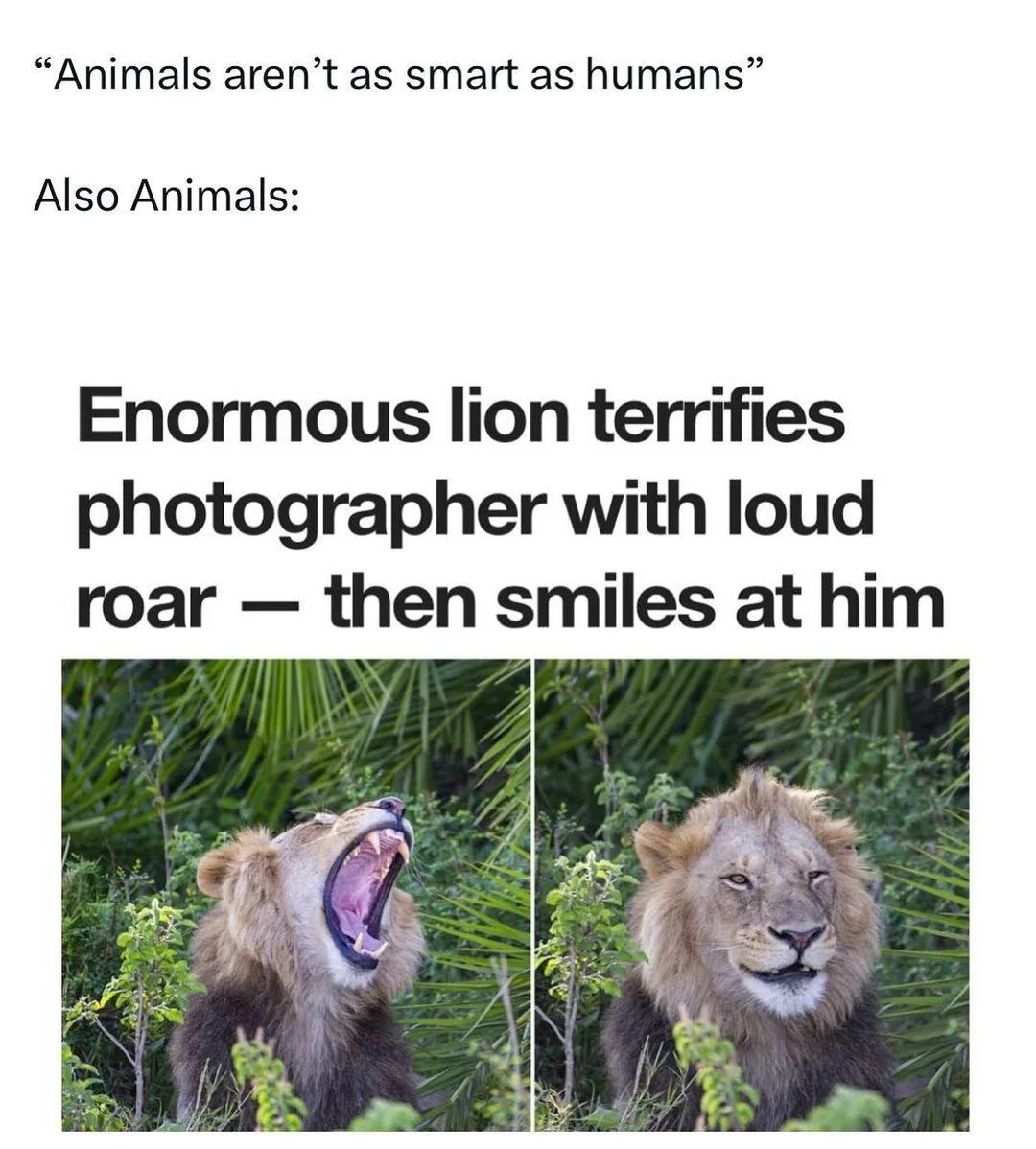 LionInCrisis tweet picture