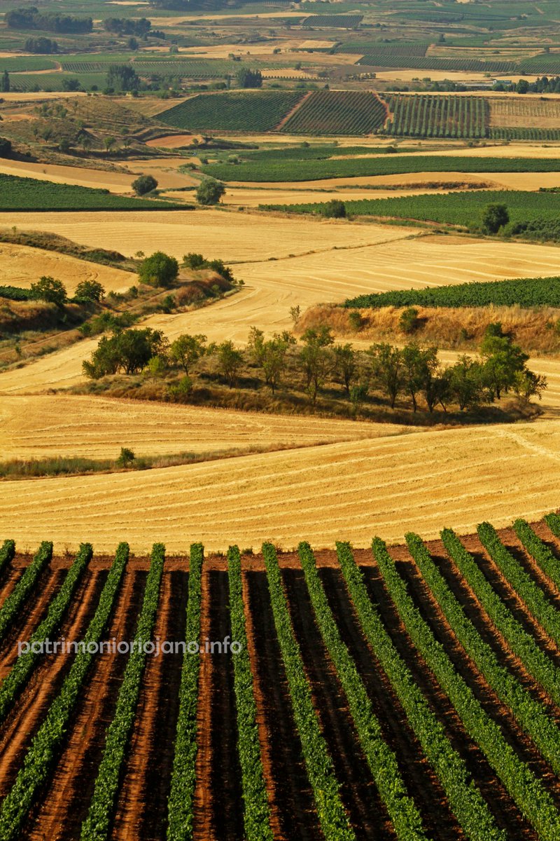 PatrimonioRioja's tweet photo. Los paisajes del verano.
Desde Hormilla.
🌾🍇🏞️💚💛✨ https://t.co/T08bTTUmkQ