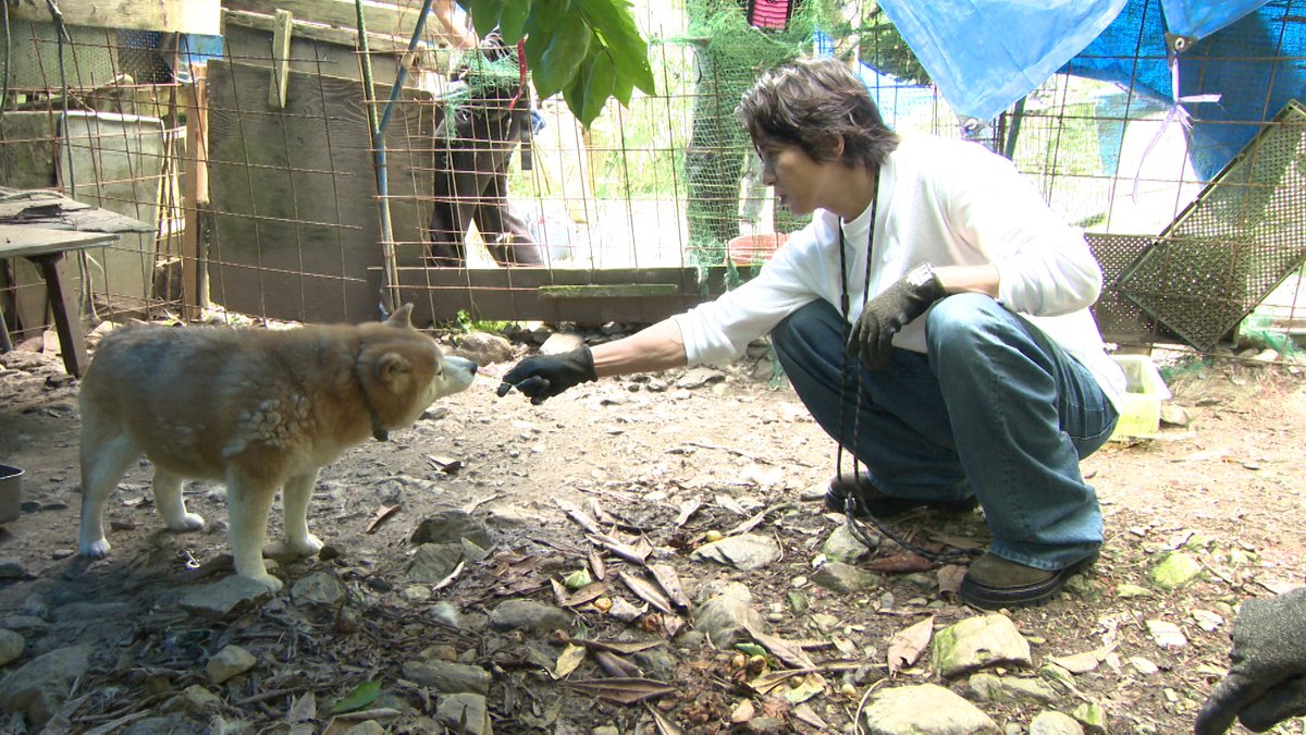 TVGweb's tweet photo. 本日放送⏰
🐶「みんなの動物園」2時間SP
山下智久が初参戦！

✂️保護犬トリミングで
相葉雅紀と息ぴったり
デビュー前の思い出話も飛び出す💭

和歌山県の多頭飼育崩壊現場で
放浪犬の姿に衝撃を受けるも
犬のために奮闘する姿に注目🐾

https://t.co/X9lyFRau4K

#嗚呼みんなの動物園 https://t.co/lShGZG3Uqe