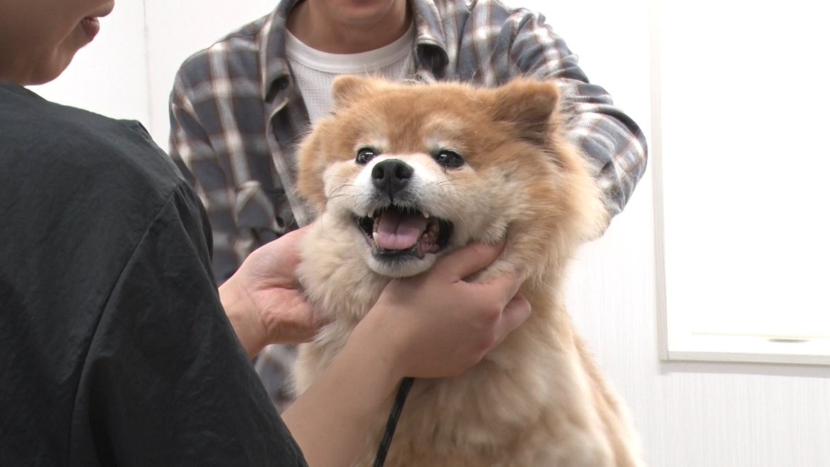 TVGweb's tweet photo. 本日放送⏰
🐶「みんなの動物園」2時間SP
山下智久が初参戦！

✂️保護犬トリミングで
相葉雅紀と息ぴったり
デビュー前の思い出話も飛び出す💭

和歌山県の多頭飼育崩壊現場で
放浪犬の姿に衝撃を受けるも
犬のために奮闘する姿に注目🐾

https://t.co/X9lyFRau4K

#嗚呼みんなの動物園 https://t.co/lShGZG3Uqe
