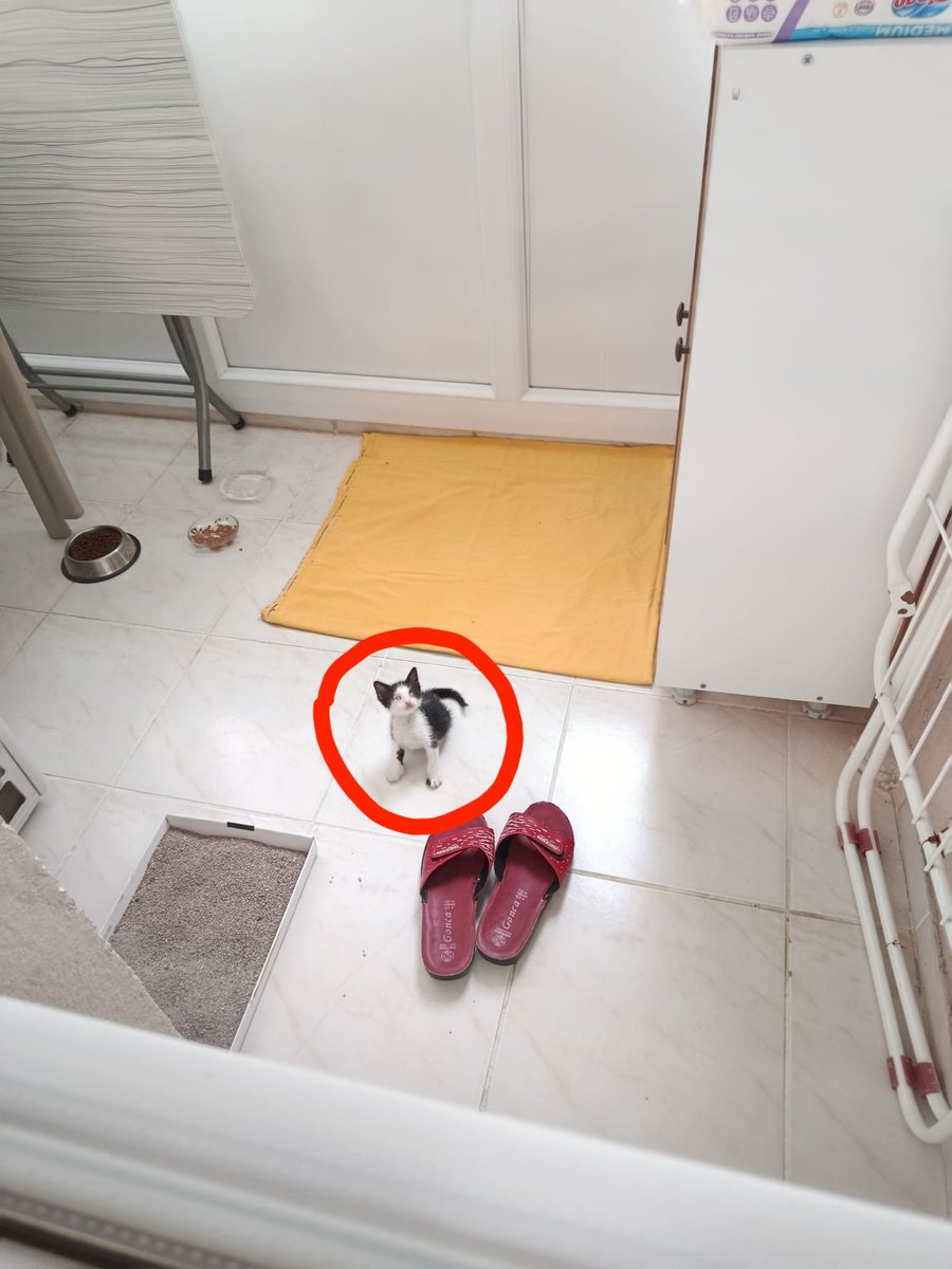 AnnoyedAndMoody's tweet photo. Bu minik bok tanesi körmüş, amaniiin nasıl başa çıksın bu dünyayla! O zaman acilinden yuva. 🥲 İzmir kır zincirlerini gel hemen. https://t.co/0SxGqViMpR