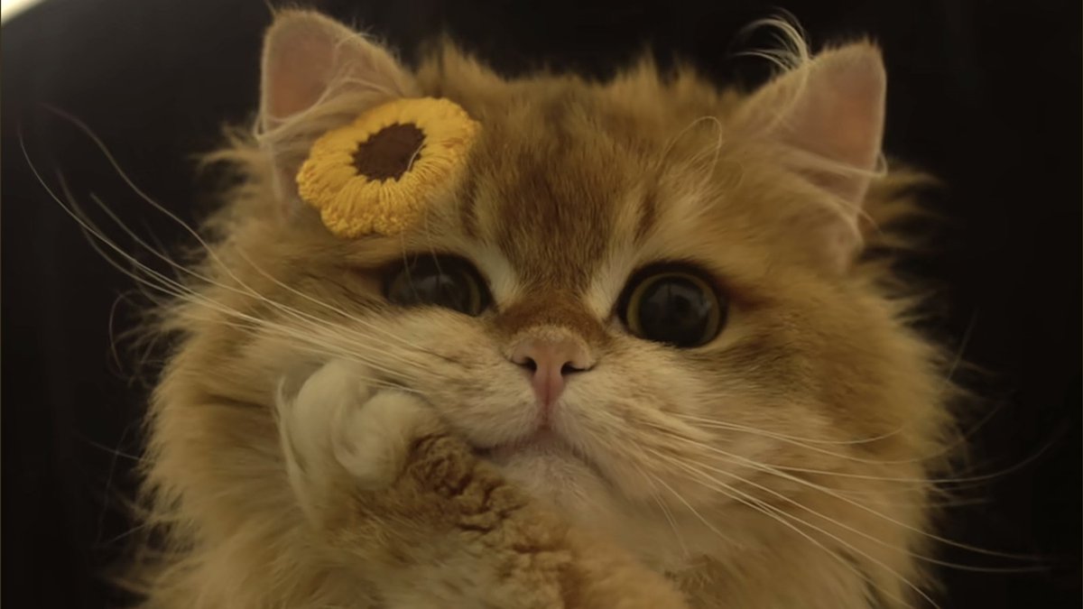 Murphy48508919's tweet photo. 🐱 https://t.co/f4sslQQZ53