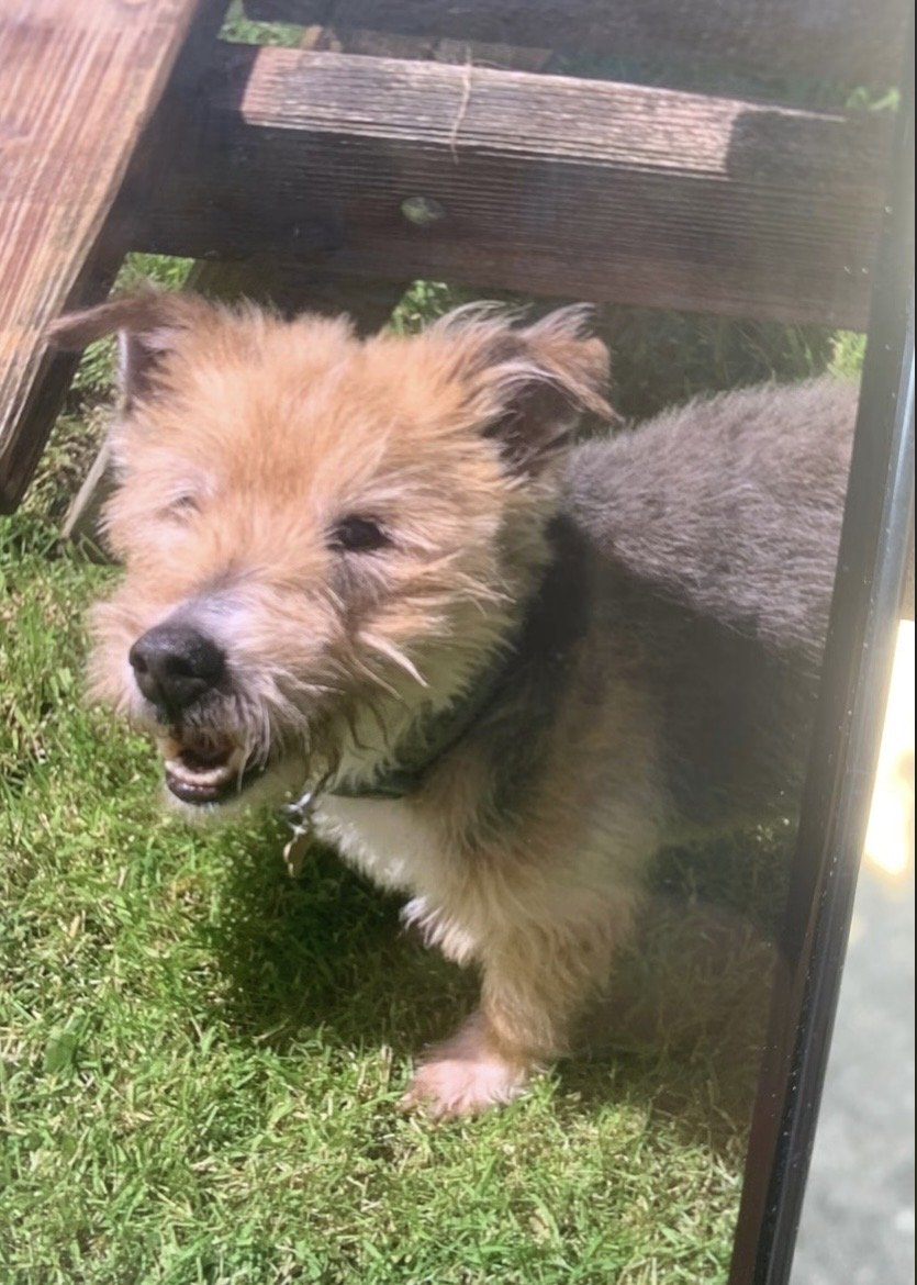 millypod1's tweet photo. FLINT HOME SAFE. THANKS FOR RT's ๐๐๐พ
๐15 JULY 2026 #Lost Flint #ScanMe
ELDERLY Jack Russell Terrier Cross Male
Park Lane #Carhampton #TA24 #Minehead #Somerset
https://t.co/F5gh7TaZV9 https://t.co/7S4mvRDYYa