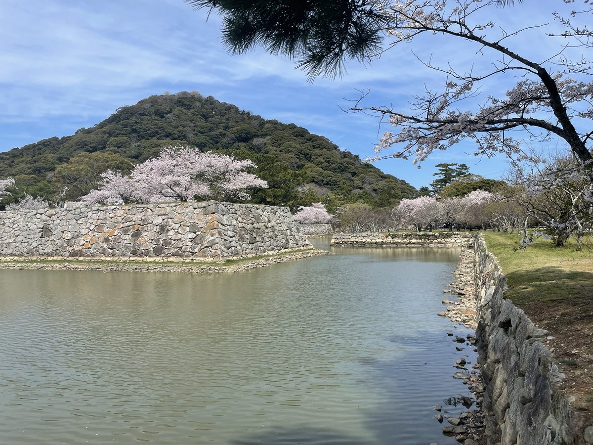 another_akatuki's tweet photo. 萩城跡。三方が海に囲まれていたので、攻め込まれにくい構造となっていたようです。まさに天然の要塞。新政府勢に長州藩勢がいたので、長州藩は廃藩置県に伴い、全国に先駆けて城の解体を行いました。今は桜の名所となっています https://t.co/7pAl0Wo91t