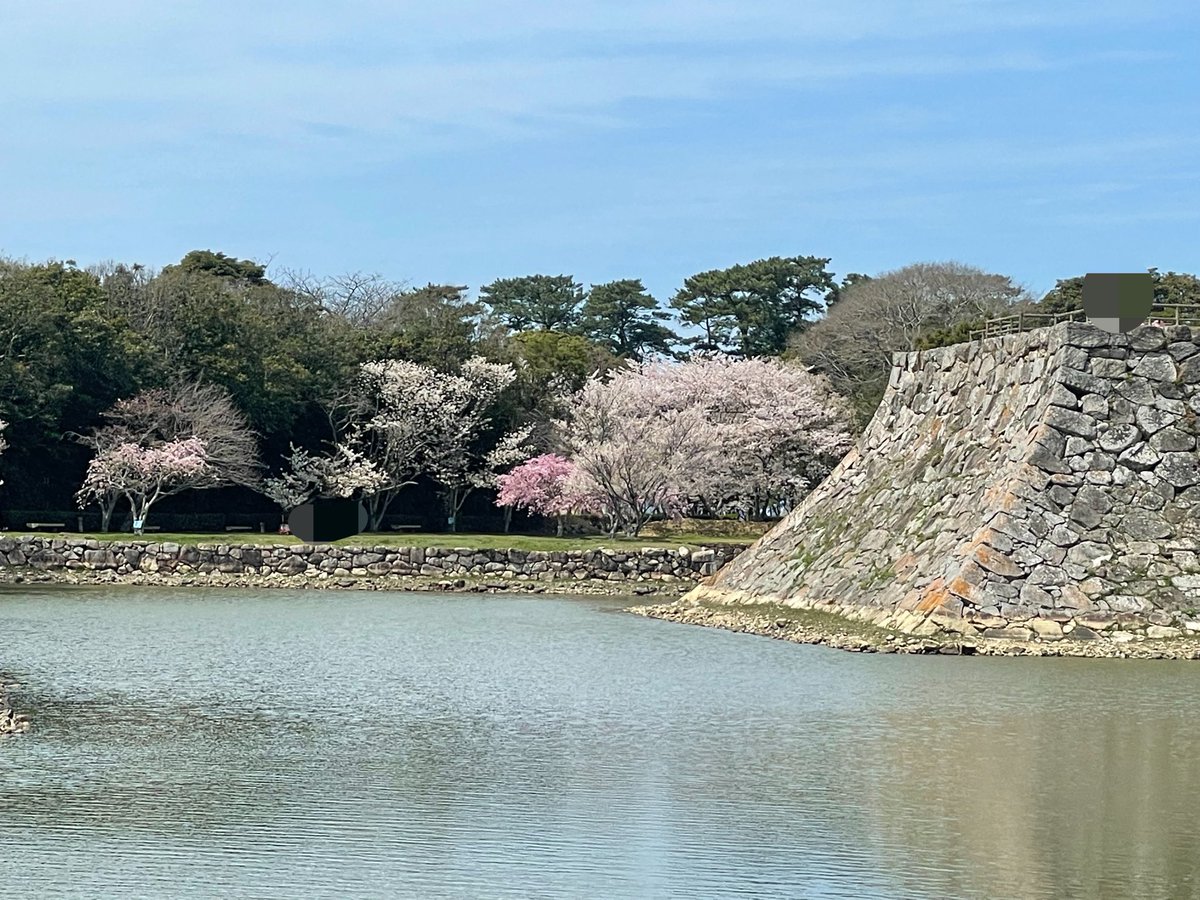 another_akatuki's tweet photo. 萩城跡。三方が海に囲まれていたので、攻め込まれにくい構造となっていたようです。まさに天然の要塞。新政府勢に長州藩勢がいたので、長州藩は廃藩置県に伴い、全国に先駆けて城の解体を行いました。今は桜の名所となっています https://t.co/7pAl0Wo91t