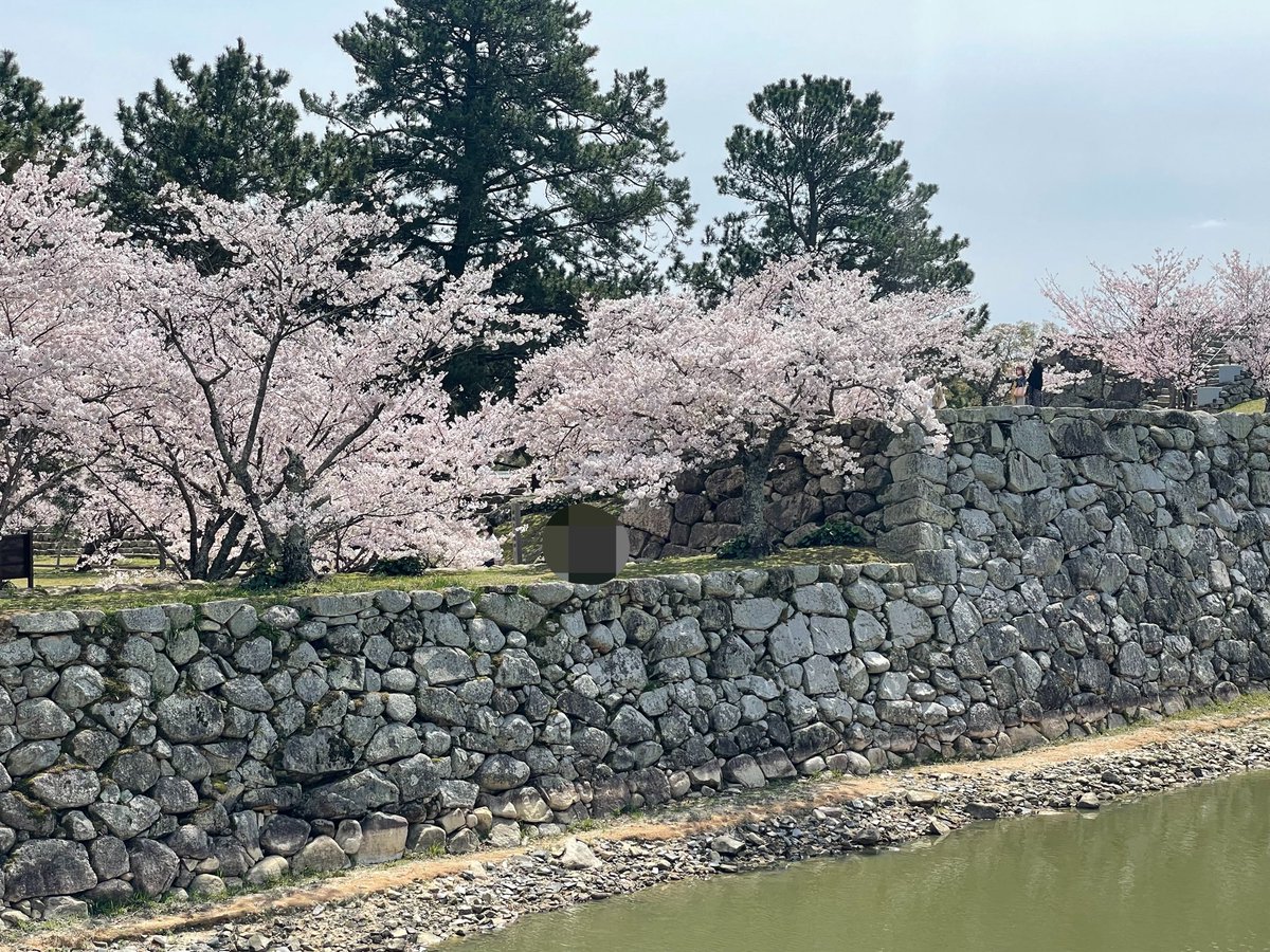 another_akatuki's tweet photo. 萩城跡。三方が海に囲まれていたので、攻め込まれにくい構造となっていたようです。まさに天然の要塞。新政府勢に長州藩勢がいたので、長州藩は廃藩置県に伴い、全国に先駆けて城の解体を行いました。今は桜の名所となっています https://t.co/7pAl0Wo91t