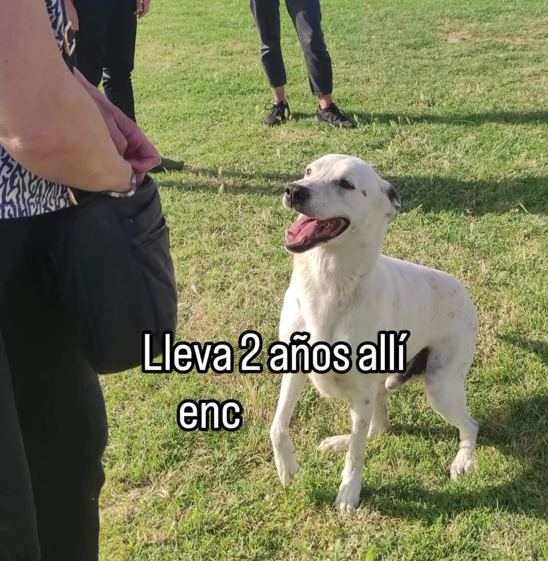 MarioliRm's tweet photo. Cadiz
Yin ya lleva 2 años en la perrera de San Fernando,tiene 4 años y pesa 25 kg
Es un solete🌞,sociable con personas y 🐕,con 🐱hay que probar
Le das una oportunidad y un hogar?🙏🙏🏿🙏🏻
Puede 🚗
Contacta ☎️ 639476841 https://t.co/Ufp5AmoIif