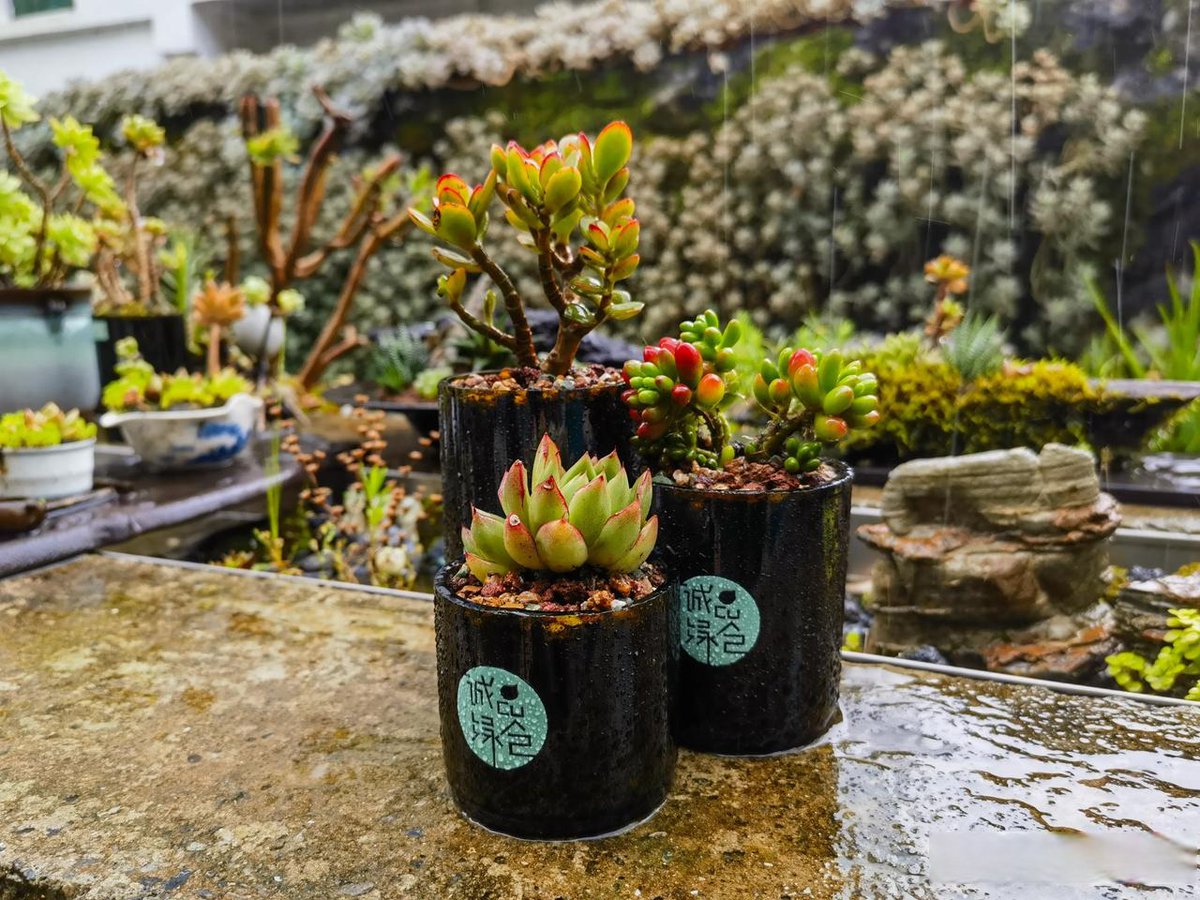 moaa990913's tweet photo. Turn an old glass jar into a cute desk planter—no fancy tools needed! Just add soil, your favorite small succulent, and a little charm to brighten your workspace.， https://t.co/mZb3YdcSTI