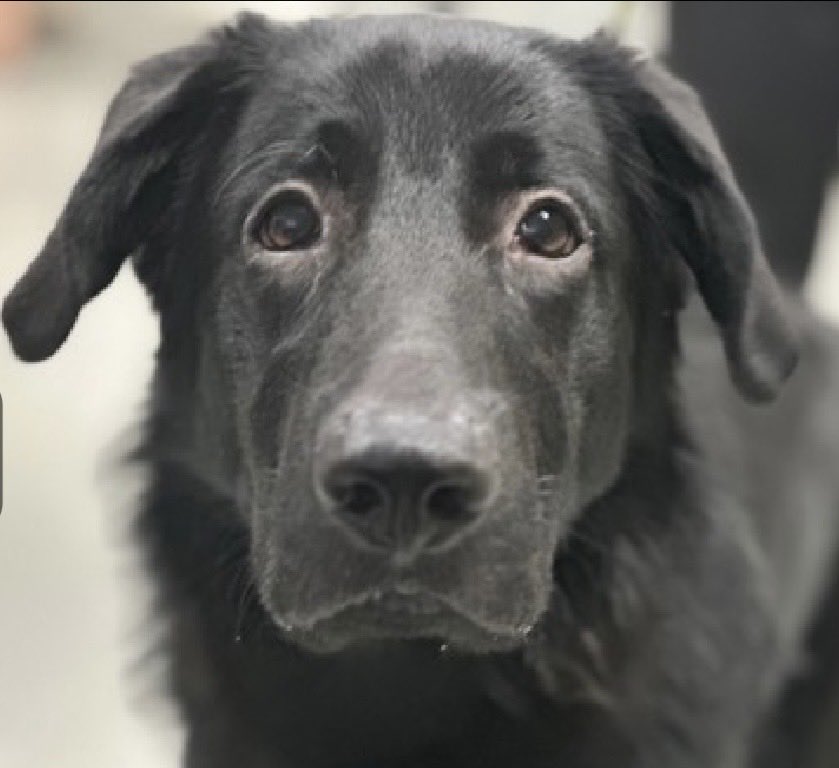 MoishesMom's tweet photo. 🚨💉🎯 NYC Rescue 🛟 Only  🚨

Curry is a 2️⃣ year old gent who was dart/sedated by the police 👮‍♂️ when they went to collect him as a stray. He arrived at the Queens Pound in NYC 1️⃣ 1️⃣ days ago…he’s 6️⃣2️⃣ pounds….

Curry’s Bio ℹ 🔗 ⬇️

https://t.co/CgsfcS5C3l

Curry is a handsome Black Lab who’s in big trouble in the care of this outfit…he’s kennel fighting, lunging at other dogs, hard barking…the gamete of behavioral buffoonery NYCACC assigns to pups who are terrified…

✅ 🆕 Hope Rescue 🛟 Partner

✅ Foster or Afopter through 🛟

✅ DM @notthesameone2 if you’re a Lab-lover who wants to save Curry👊🏻

✅ Pledges to pay for Behavioral training