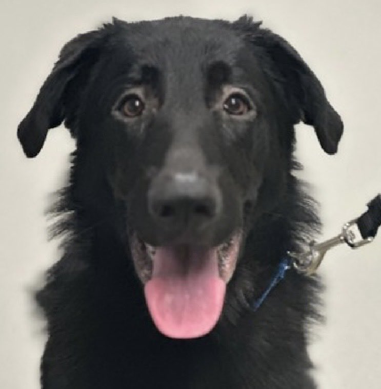 MoishesMom's tweet photo. 🚨💉🎯 NYC Rescue 🛟 Only  🚨

Curry is a 2️⃣ year old gent who was dart/sedated by the police 👮‍♂️ when they went to collect him as a stray. He arrived at the Queens Pound in NYC 1️⃣ 1️⃣ days ago…he’s 6️⃣2️⃣ pounds….

Curry’s Bio ℹ 🔗 ⬇️

https://t.co/CgsfcS5C3l

Curry is a handsome Black Lab who’s in big trouble in the care of this outfit…he’s kennel fighting, lunging at other dogs, hard barking…the gamete of behavioral buffoonery NYCACC assigns to pups who are terrified…

✅ 🆕 Hope Rescue 🛟 Partner

✅ Foster or Afopter through 🛟

✅ DM @notthesameone2 if you’re a Lab-lover who wants to save Curry👊🏻

✅ Pledges to pay for Behavioral training