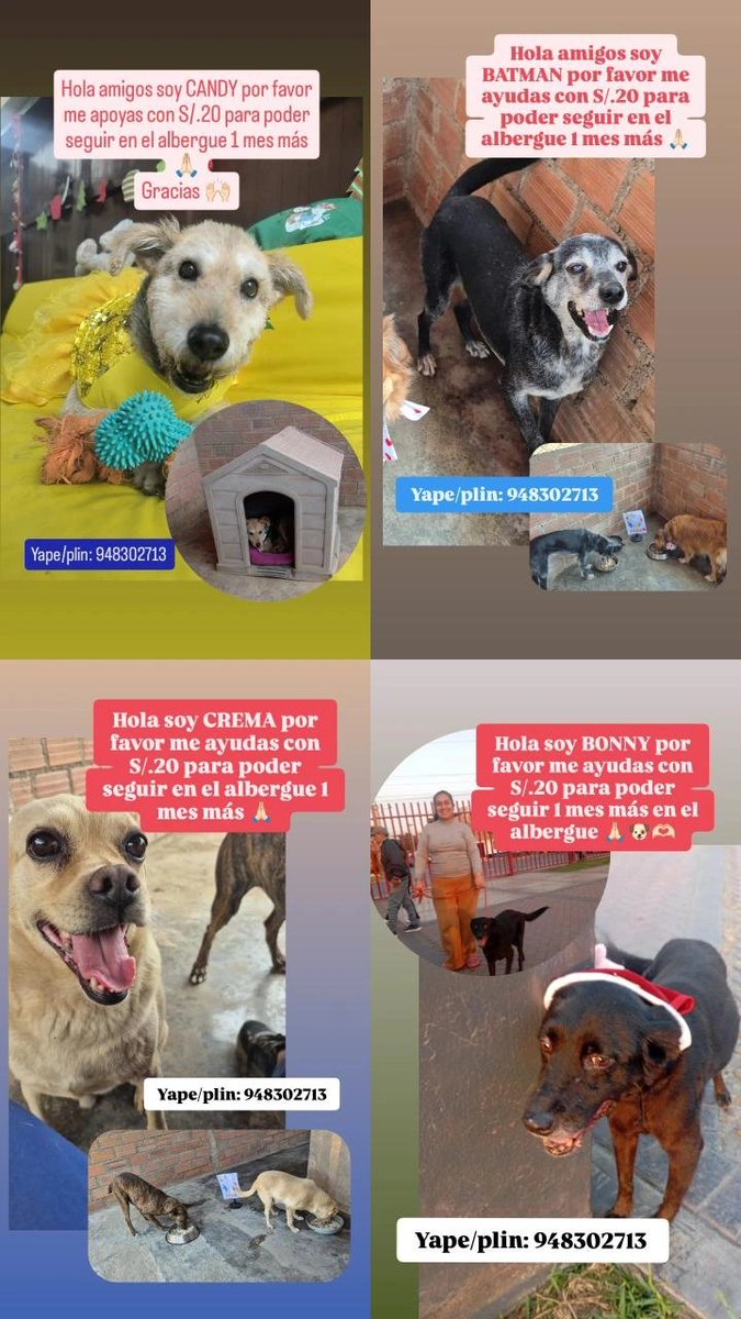 Peluadopres's tweet photo. Con mucha pena estamos a 10 días del pago del mes de temporales y Bonny q cayó enferma y se le saco exámenes y ttm inyectable de 3 días porque no se consiguió como préstamo más q S/.200. teníamos que reunir S/.1200 en total y nos falta S/.945 😢 Ya no podemos hacer más prestamos https://t.co/0KMf1KUjJ3