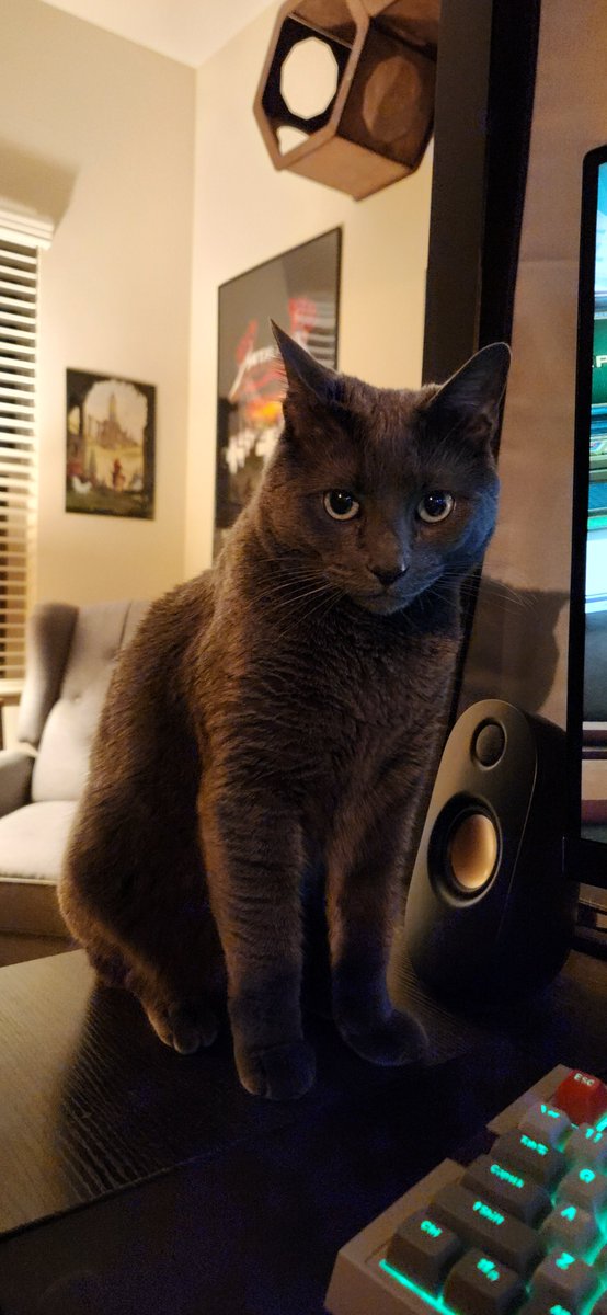 IamBrainDead2's tweet photo. @slyfer_z Looks just like my kitty https://t.co/cbTVoYwDLt