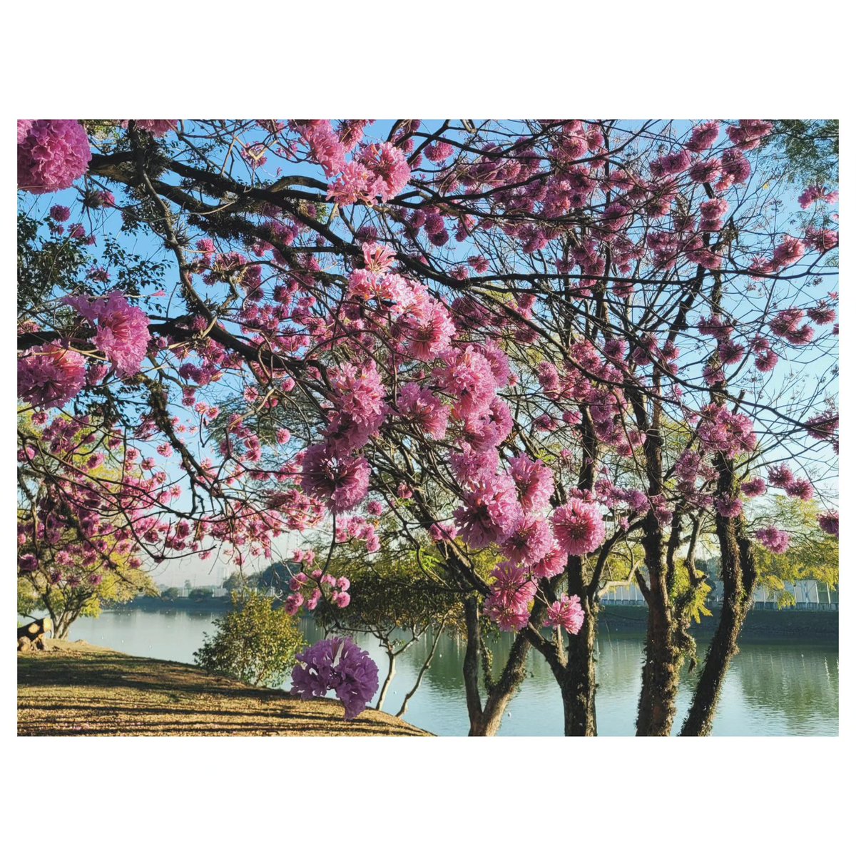KODAKPIXPRO's tweet photo. Nature's graceful reminder of renewal 🌸
.
.
.
.
.
📸 credit: IG @denilson_azarias
⚙️ shot with KODAK PIXPRO WPZ2

#pinktrumpettree #naturelovers #serenity #kodakpixpro #shotonpixpro #pixprocamera #pixprophotography #photography #digitalphotography #repost #capturethemoment https://t.co/MhRlGF3fH4