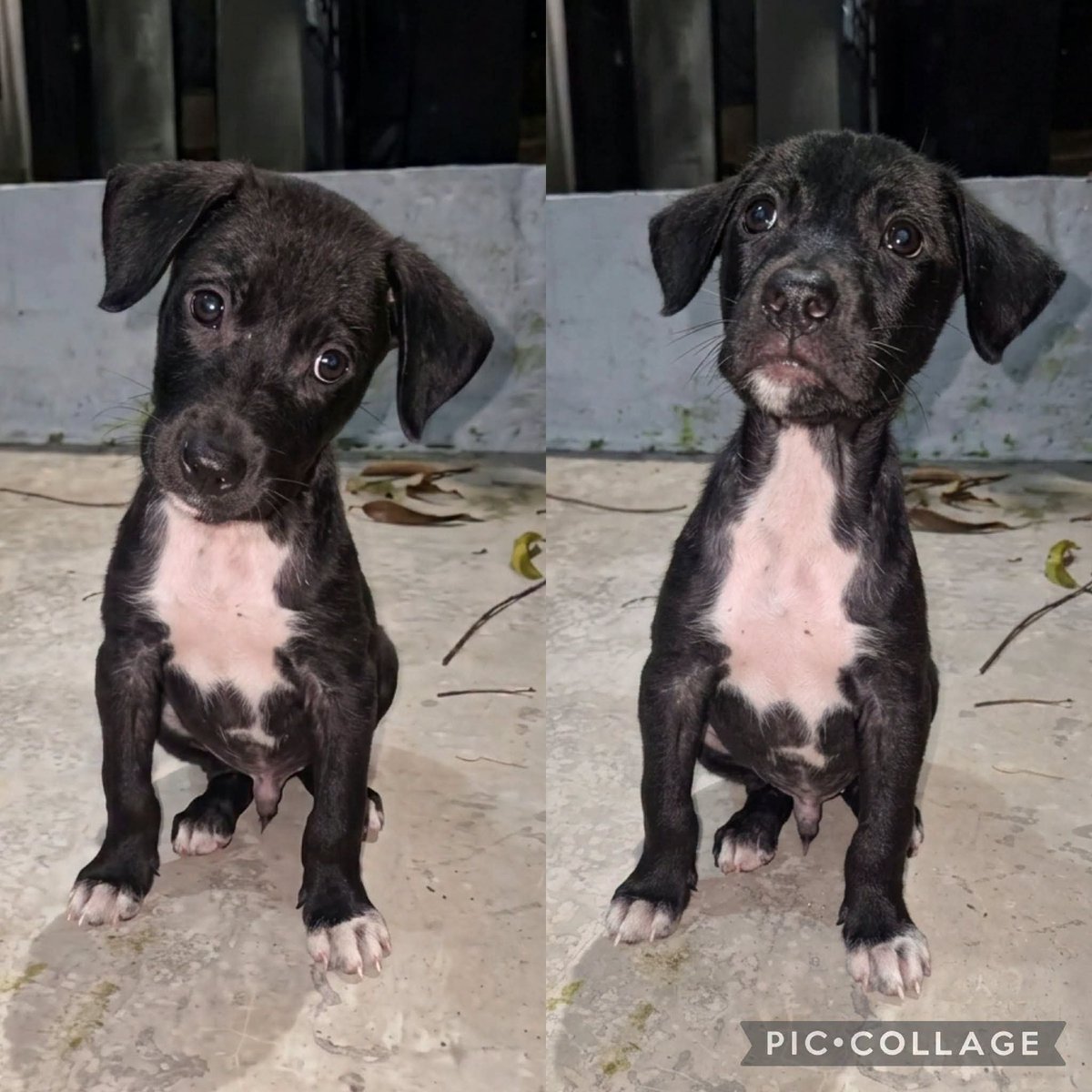 lyssitta's tweet photo. #ServicioSocial
Adopcion externa 🐾🐕
Nos piden publicar 👇

🐾¡ADOPCIÓN URGENTE PARA BLACKY! 🏡

Este pequeñito de apenas 2 a 3 meses es un criollito hermoso, cariñoso y lleno de amor que necesita un hogar con urgencia. 🥺✨

Actualmente no está en la calle, pero las personas que lo tienen no pueden hacerse responsables de él. Existe el riesgo de que lo den a cualquiera o que termine nuevamente en abandono, por lo que es muy importante encontrarle una familia donde realmente sea parte y lo cuiden para toda su vida. 🙏

Blacky está en una etapa perfecta para adaptarse, crecer y crear un vínculo increíble con quienes le den una oportunidad. 💗

📍 Santa Ana, El Salvador
📞 Más información: 7941-5249

💖 Adoptar es salvar una vida.

🙏 Si no podés adoptarlo, por favor compartí. Su familia podría estar entre tus contactos.