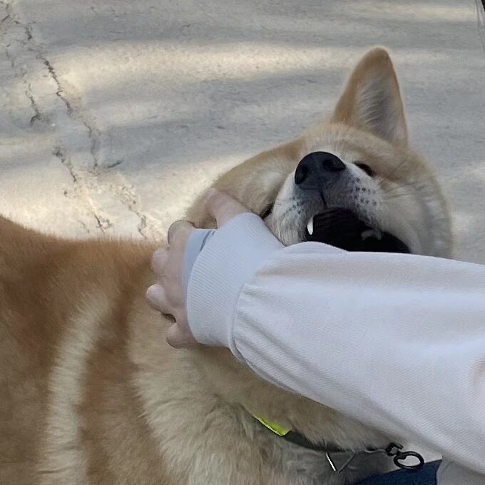 CrocLee4bz's tweet photo. 🐶 https://t.co/wYdfDsuA3t