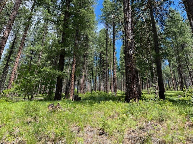 NWTF_official's tweet photo. In Washington, another phased of restoration has been completed in the Lake Wenatchee area thanks to @WDFW, the NWTF and partners. This project is helping to provide better habitat for wild turkeys and other wildlife.

📷Natasha Karcic.

https://t.co/fgH65TcSt7 https://t.co/ISX0GEUFTv