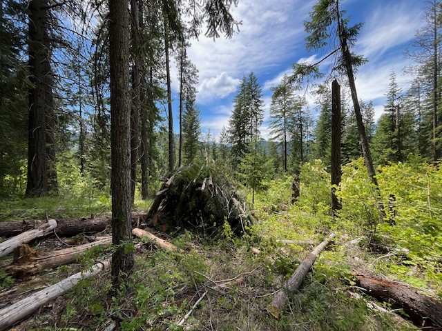NWTF_official's tweet photo. In Washington, another phased of restoration has been completed in the Lake Wenatchee area thanks to @WDFW, the NWTF and partners. This project is helping to provide better habitat for wild turkeys and other wildlife.

📷Natasha Karcic.

https://t.co/fgH65TcSt7 https://t.co/ISX0GEUFTv