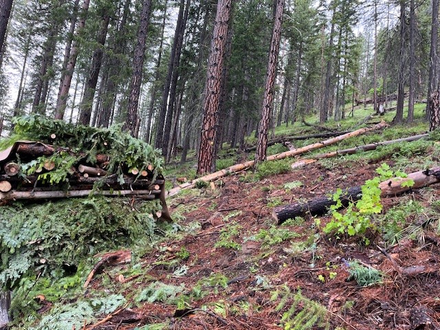NWTF_official's tweet photo. In Washington, another phased of restoration has been completed in the Lake Wenatchee area thanks to @WDFW, the NWTF and partners. This project is helping to provide better habitat for wild turkeys and other wildlife.

📷Natasha Karcic.

https://t.co/fgH65TcSt7 https://t.co/ISX0GEUFTv