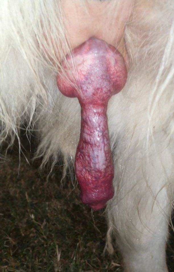 allbouthaknot's tweet photo. What are y’all zoo/taboo lovers waiting for?

Hit tele Link🔗on my Pinned Post or BIO for Unending access to the Newest &amp; Dick Bursting Personal Stuffs🔥💗

Private VIP Groups Active, All Types Of Contents Also✔️

#teenagegirls #NoLimit #Zoophilia 
#dogknotting #dogwhore #aoz #k9 https://t.co/T4WdUfv9Wo