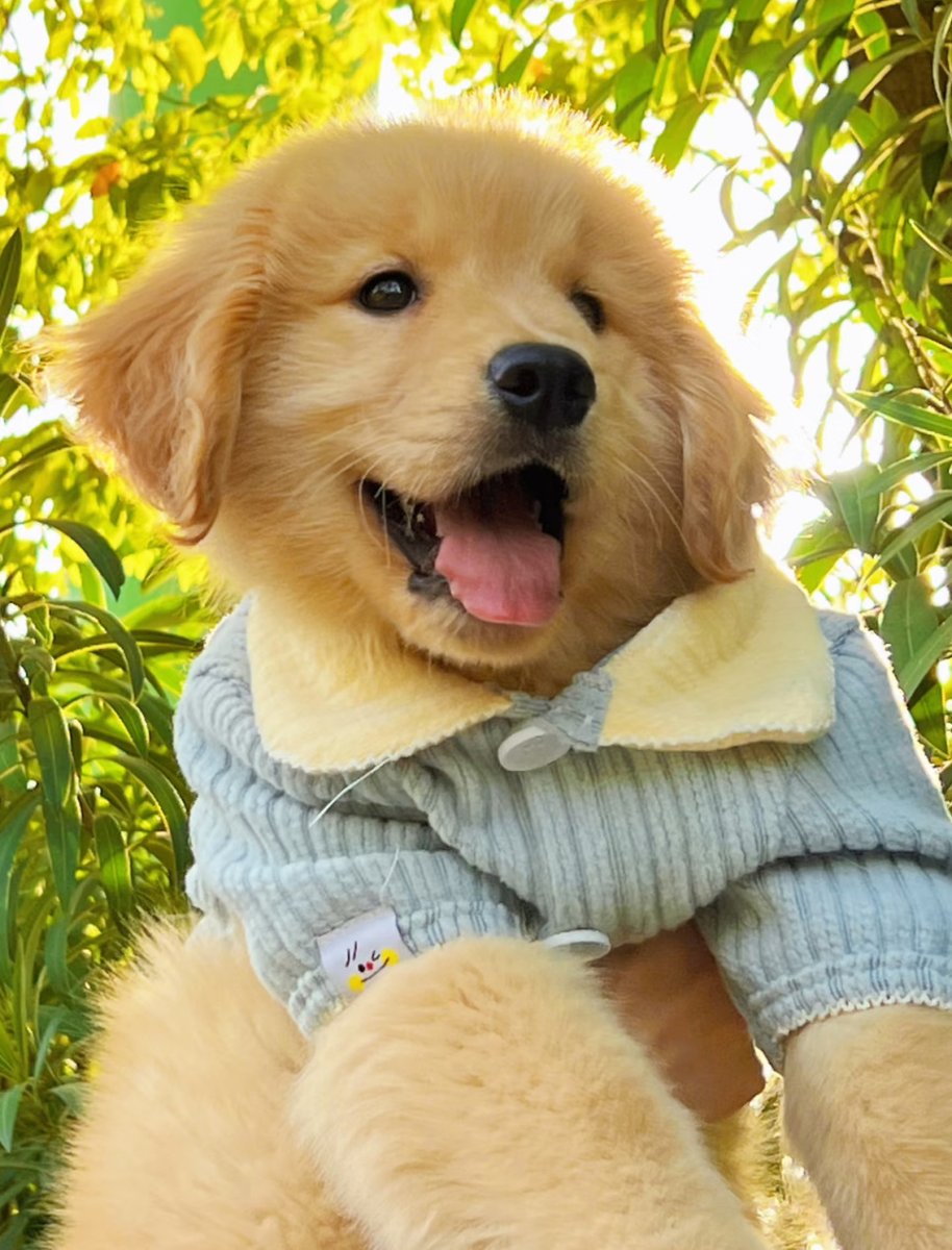 _locked__'s tweet photo. My little pup just hit his 6-month milestone—he went from a wobbly furball to running circles around the yard today  Can’t believe how fast time flies with this little chaos (and all the cuddles)!， https://t.co/GucnasOOoN