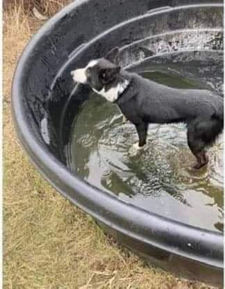 MissingPetsGB's tweet photo. 🐕 JIM has been missing two years today. 
Not one sighting! Has anyone you know acquired a like JIM collie in the last 2 years?
Last seen on Radleys Lane on Sunday 21 July 2024

Any information will be in confidence 
Missing from Oxton Road, Southwell #Nottingham #NG25 https://t.co/ayI4h89Ivo