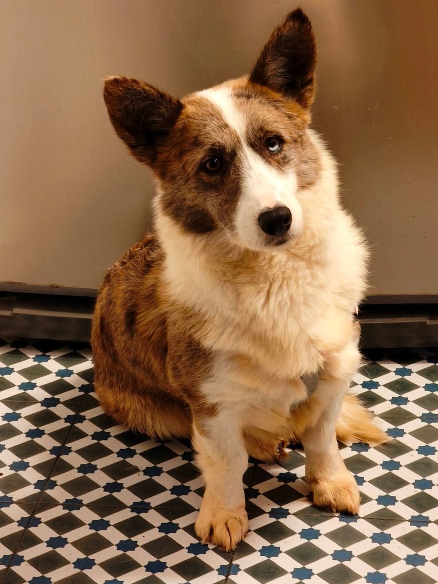 areagossosbdn's tweet photo. 🆘🆘¡¡ATENCIÓN!!🆘🆘
FRIDA se ha perdido en #Terrassa #Barcelona
Lleva la correa puesta,  se asusta con facilidad.
Ha sido vista en la riera de #Matadepera, pero no se ha dejado coger.
Si la ves contacta.
📞 665 084 910
Máxima difusión.
, 📣📣📣
#XarxaBarcelonaPerduts
#FemXarxa https://t.co/APdt1ddXbc