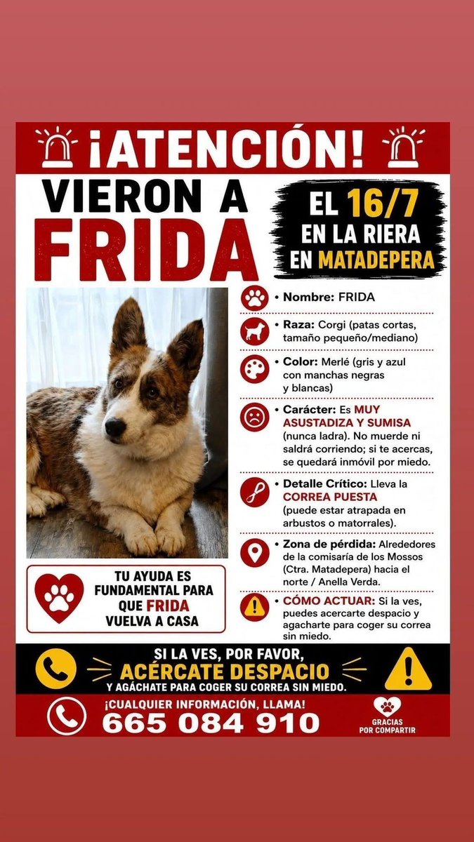 areagossosbdn's tweet photo. 🆘🆘¡¡ATENCIÓN!!🆘🆘
FRIDA se ha perdido en #Terrassa #Barcelona
Lleva la correa puesta,  se asusta con facilidad.
Ha sido vista en la riera de #Matadepera, pero no se ha dejado coger.
Si la ves contacta.
📞 665 084 910
Máxima difusión.
, 📣📣📣
#XarxaBarcelonaPerduts
#FemXarxa https://t.co/APdt1ddXbc